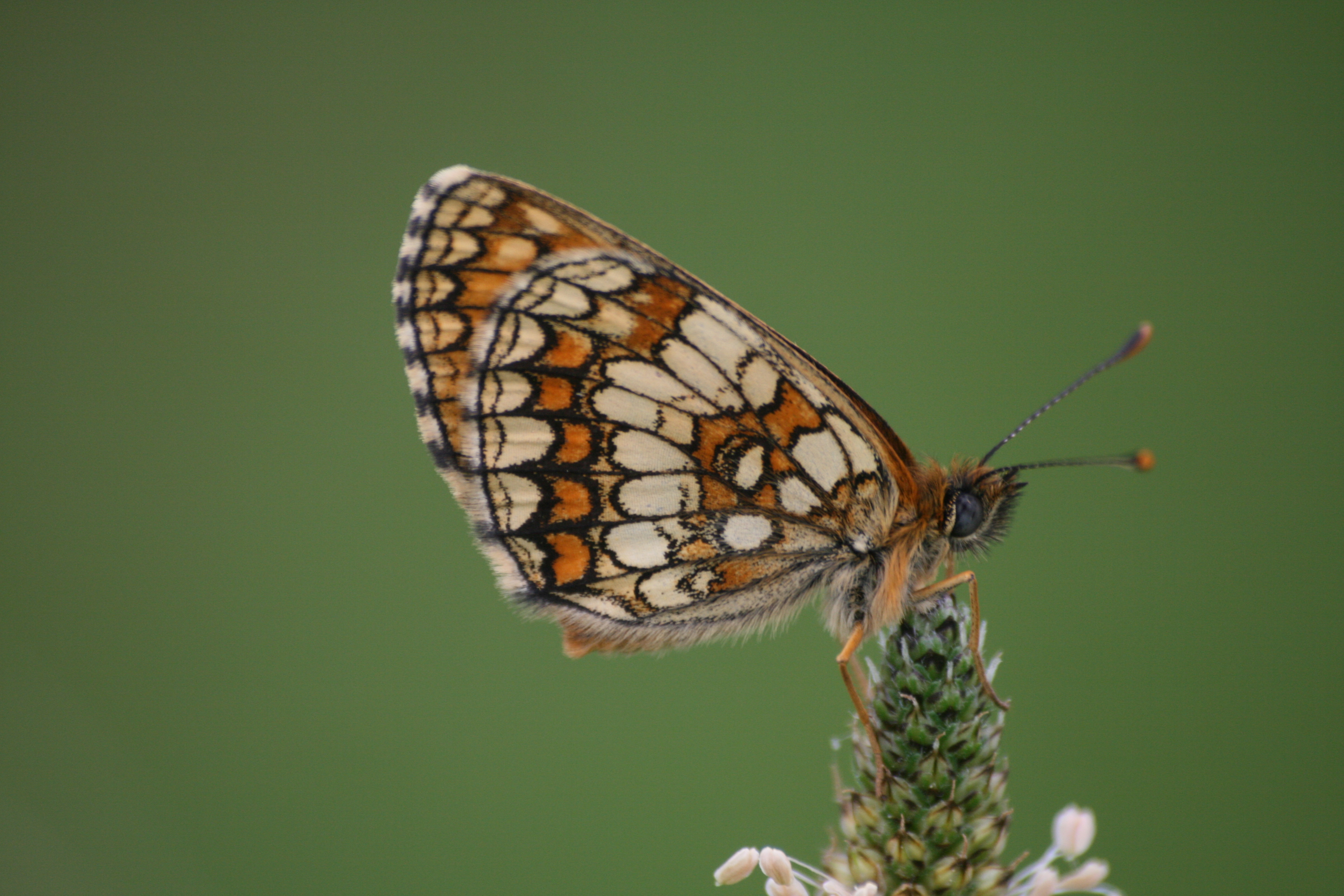 17082013093639 1464 art 840 mellicta athalia agg lafnitzwiesen oberrohr 19 2
