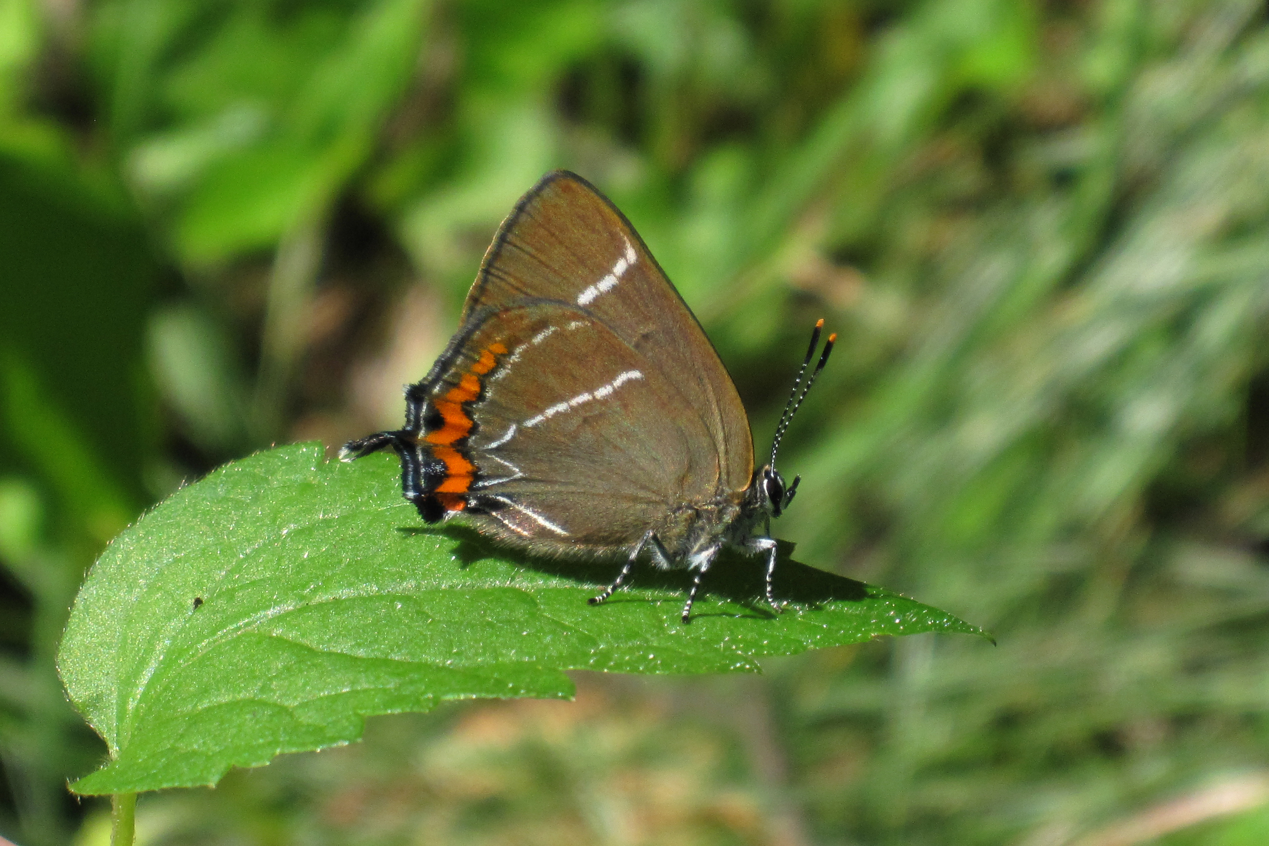 17082013094203 1465 art 844 satyrium w album herberstein 77 28