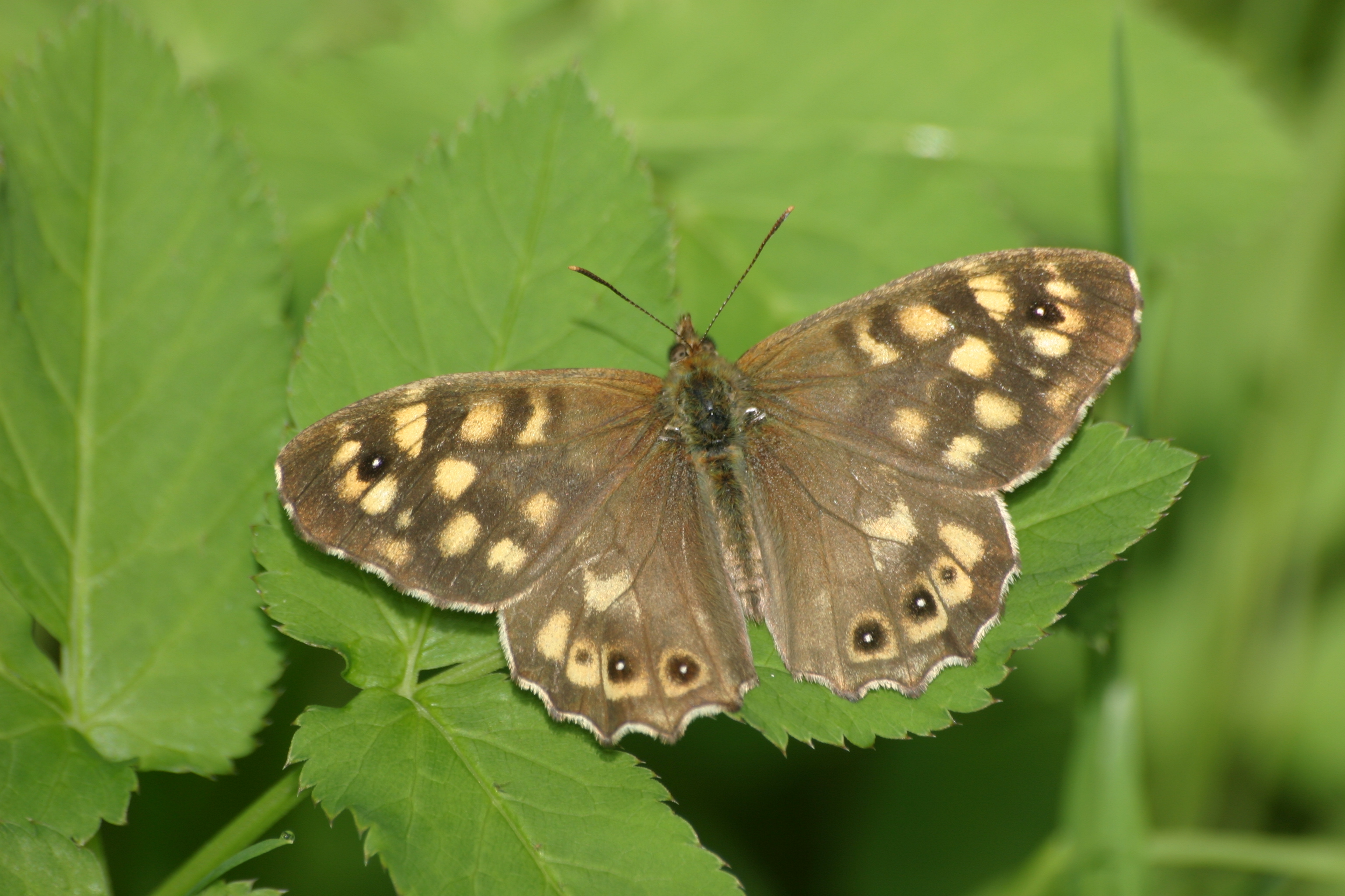 17082013094330 1466 art 848 pararge aegeria werndf img 8746 10