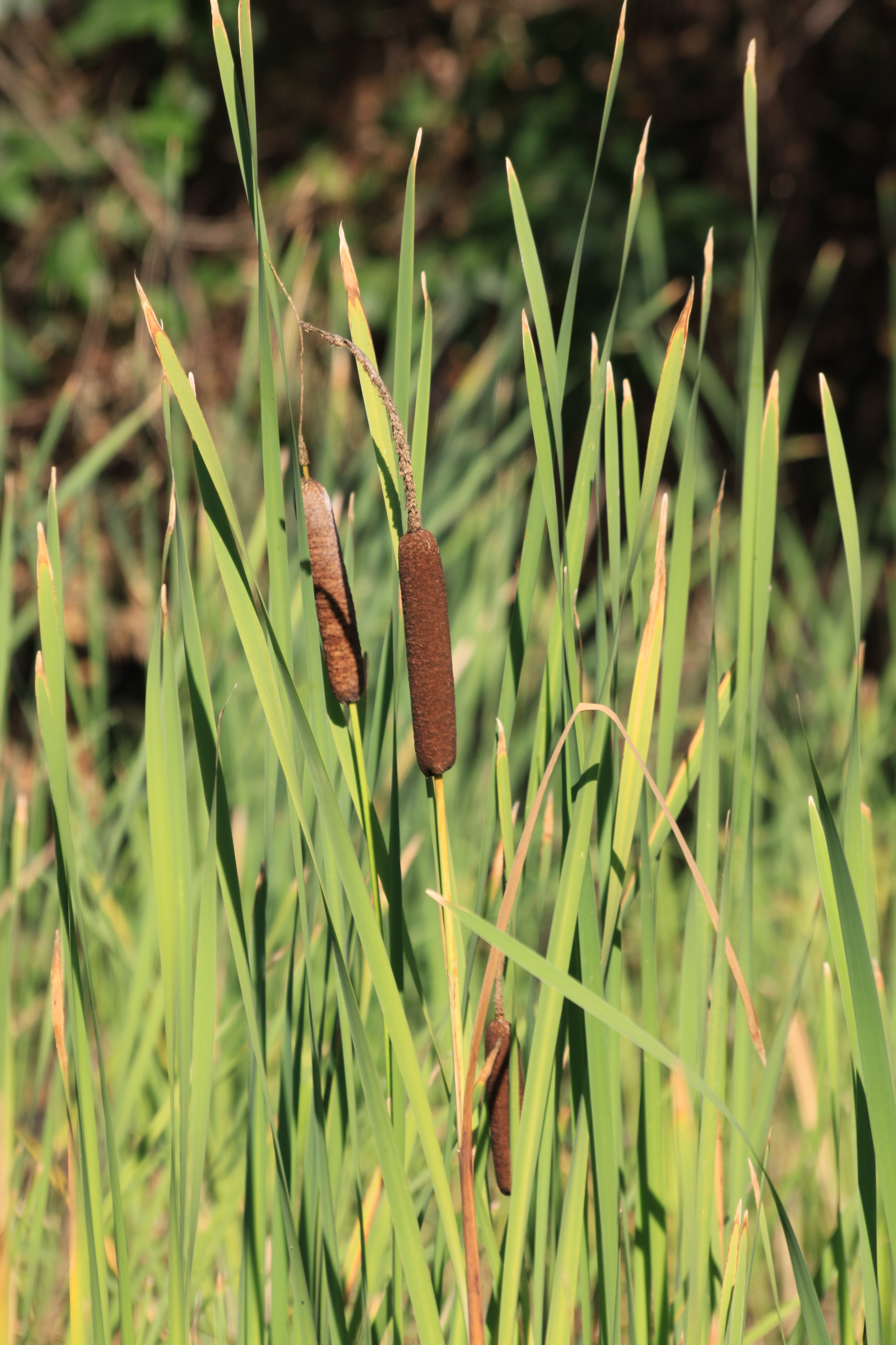 17082013095941 1467 art 358 0 131