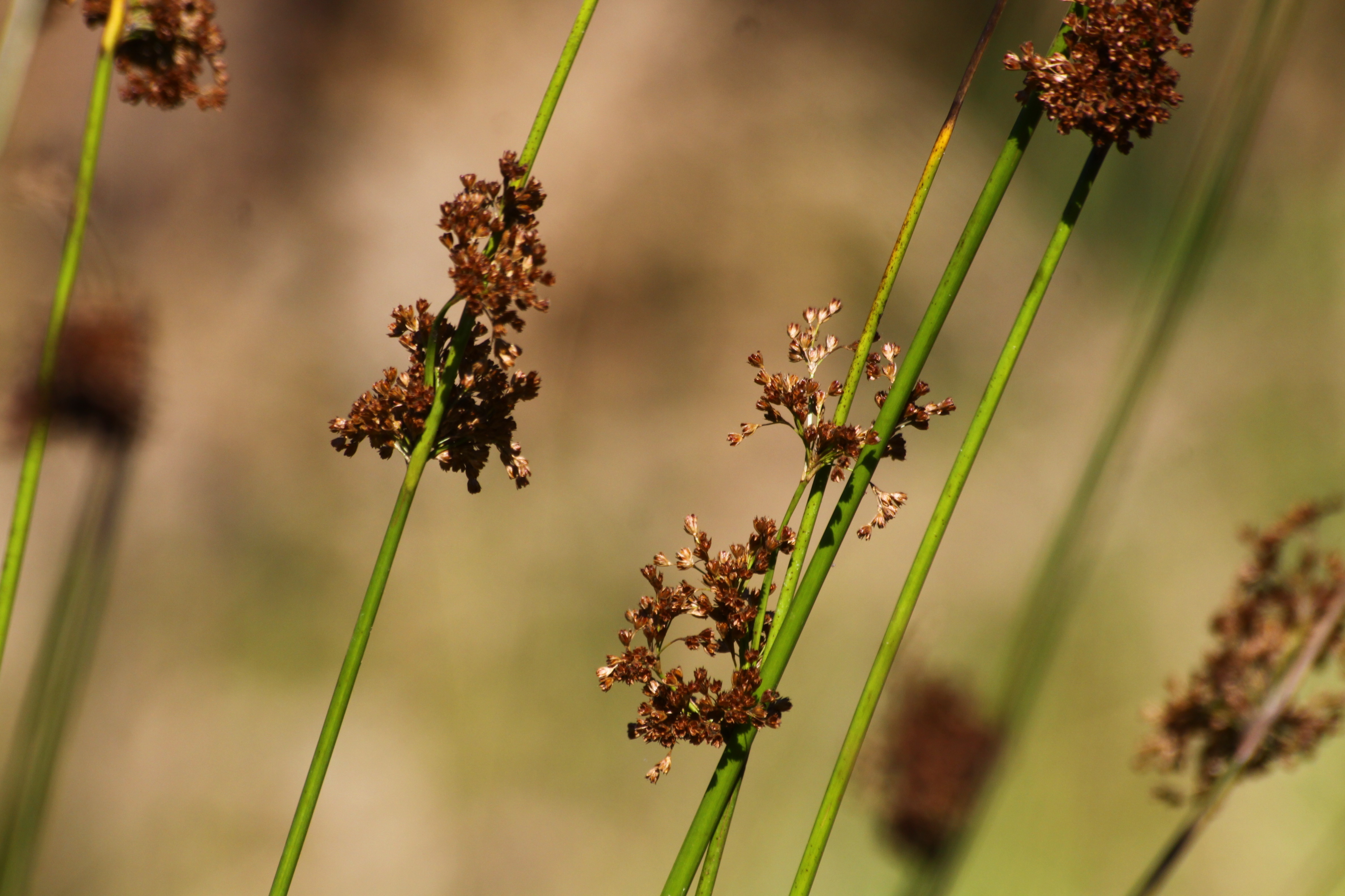 17082013100305 1468 art 570 0 069