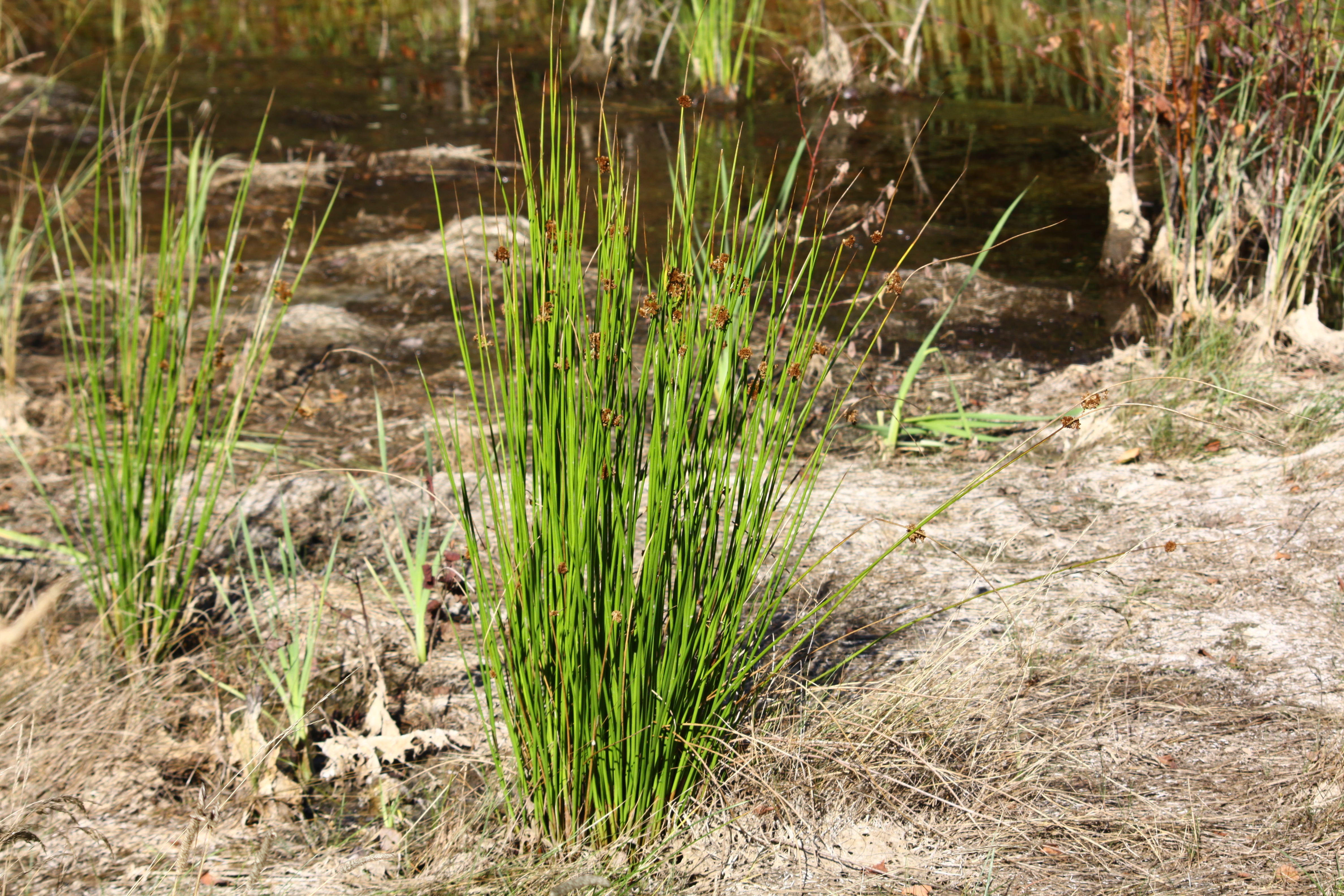 17082013100601 1469 art 570 0 167