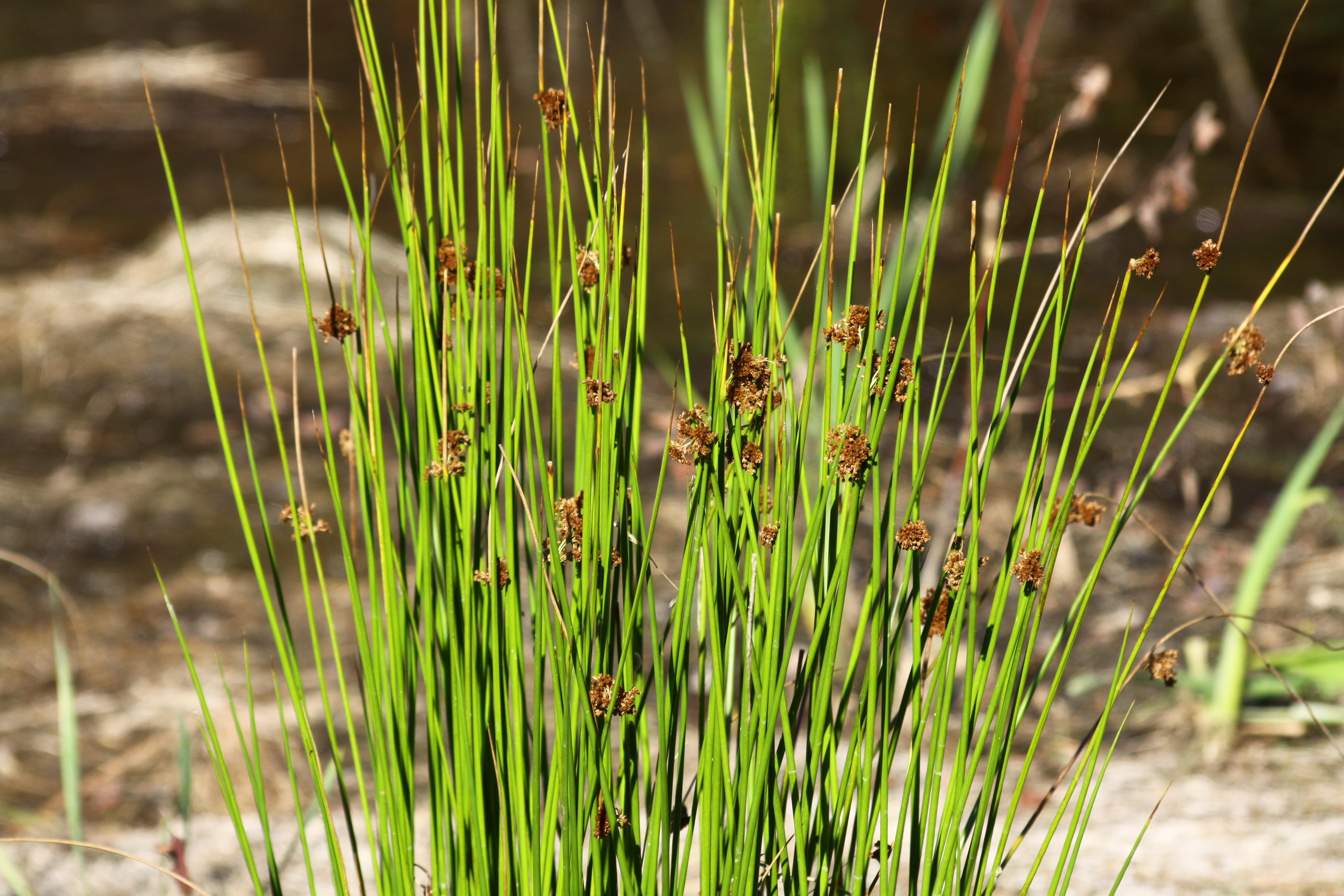 17082013100902 1470 art 570 0 168