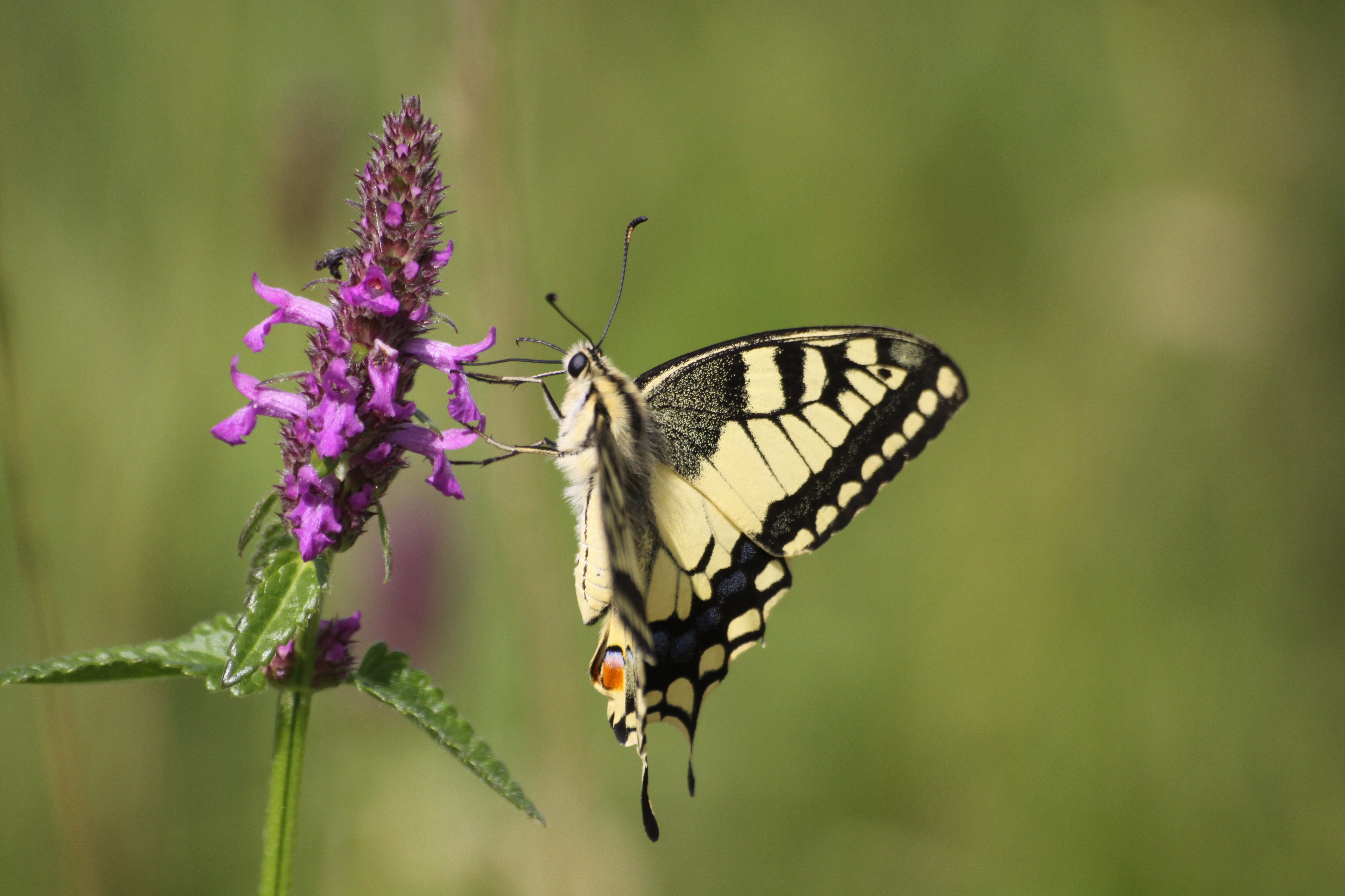 17082013103541 1472 art 1187 papilio machaon speltenbach 71 12