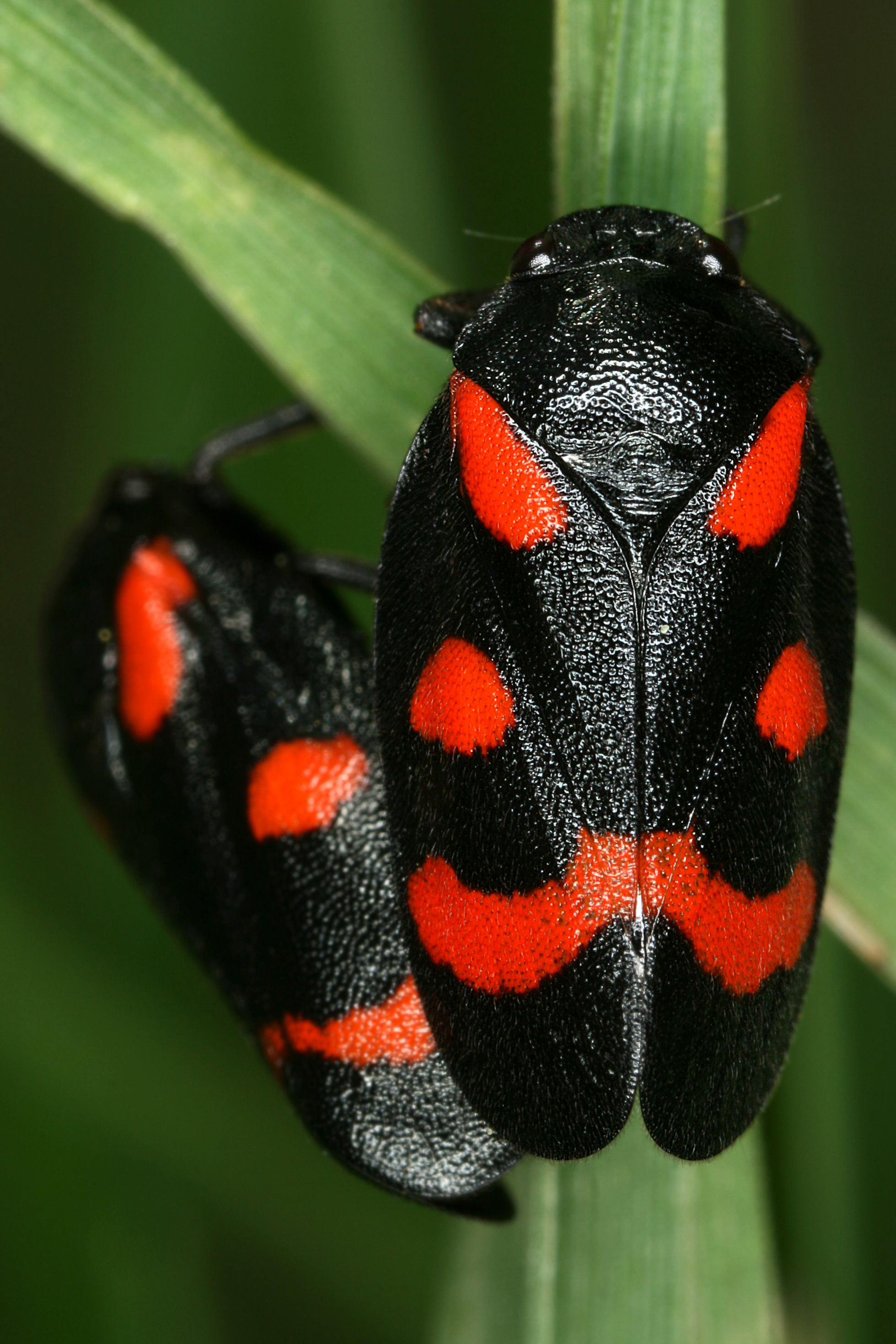 17092013004314 2103 art 968 cercopis arcuata weinbergs blutzikadek14.2