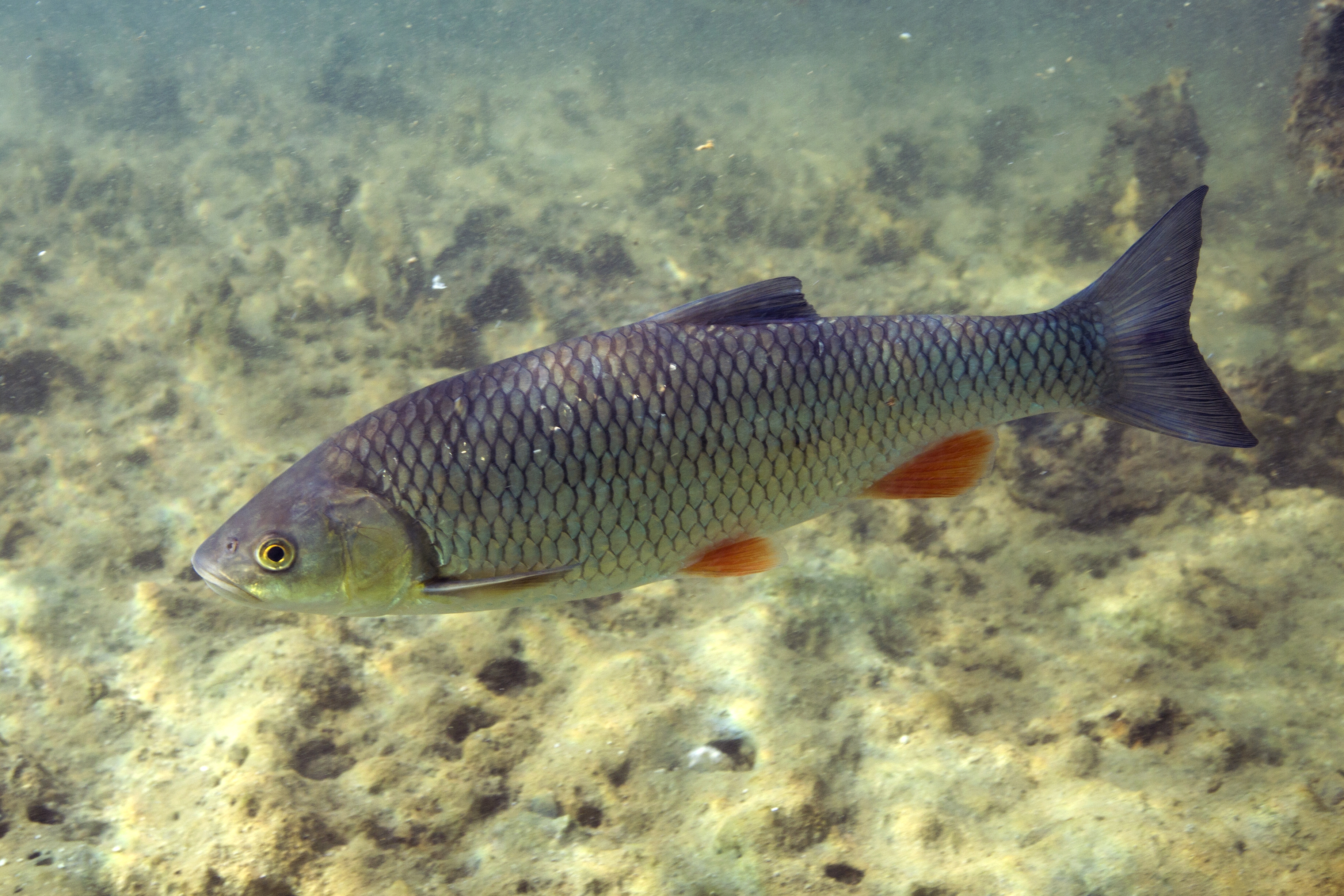 17092013005423 2104 art 1077 leuciscus cephalus aitel dobel1