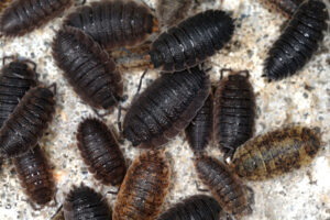 17092013011144 2105 art 1398 porcellio scaber kellerasselv
