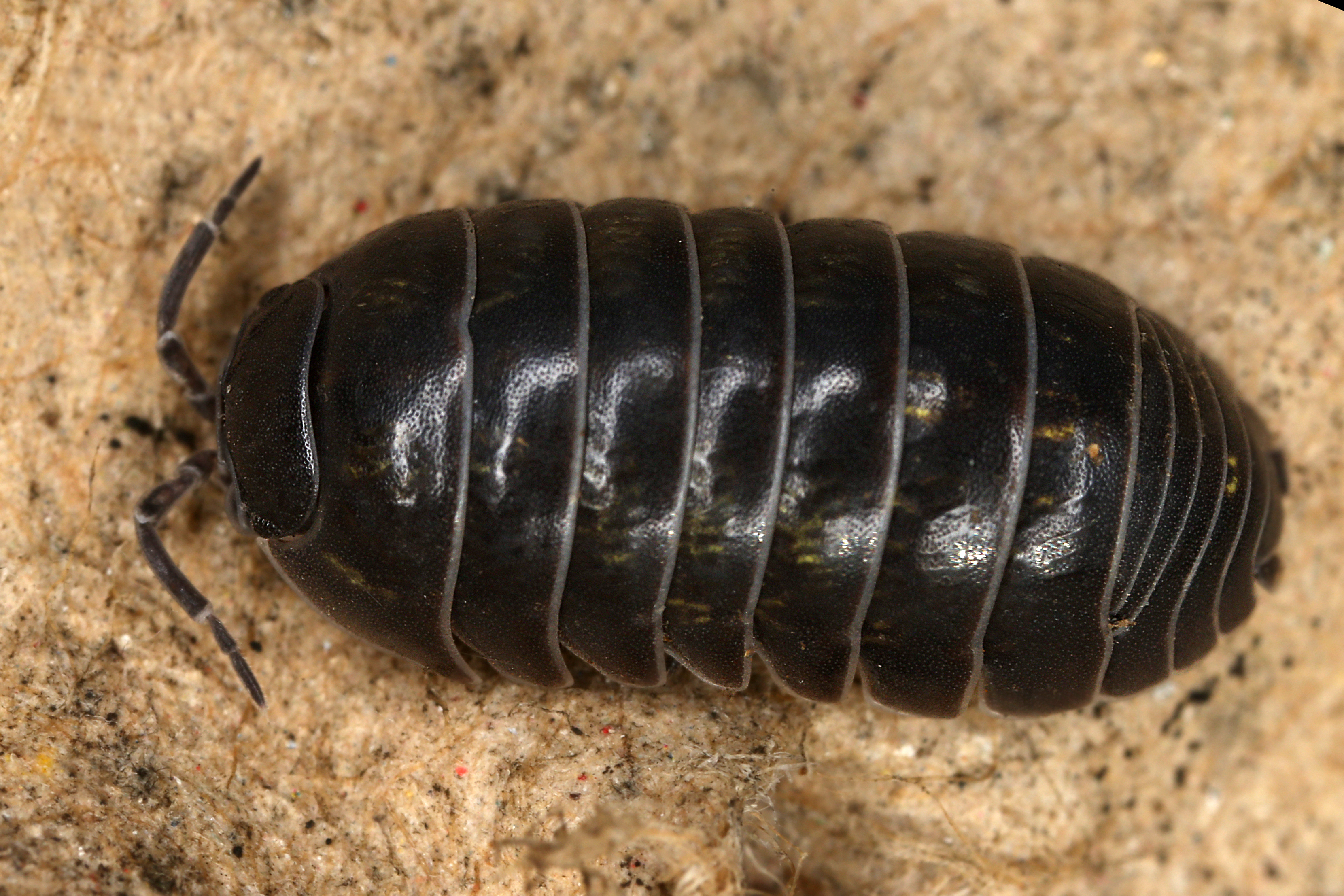 17092013011533 2106 art 1398 armadillidium vulgare rollassel5.2