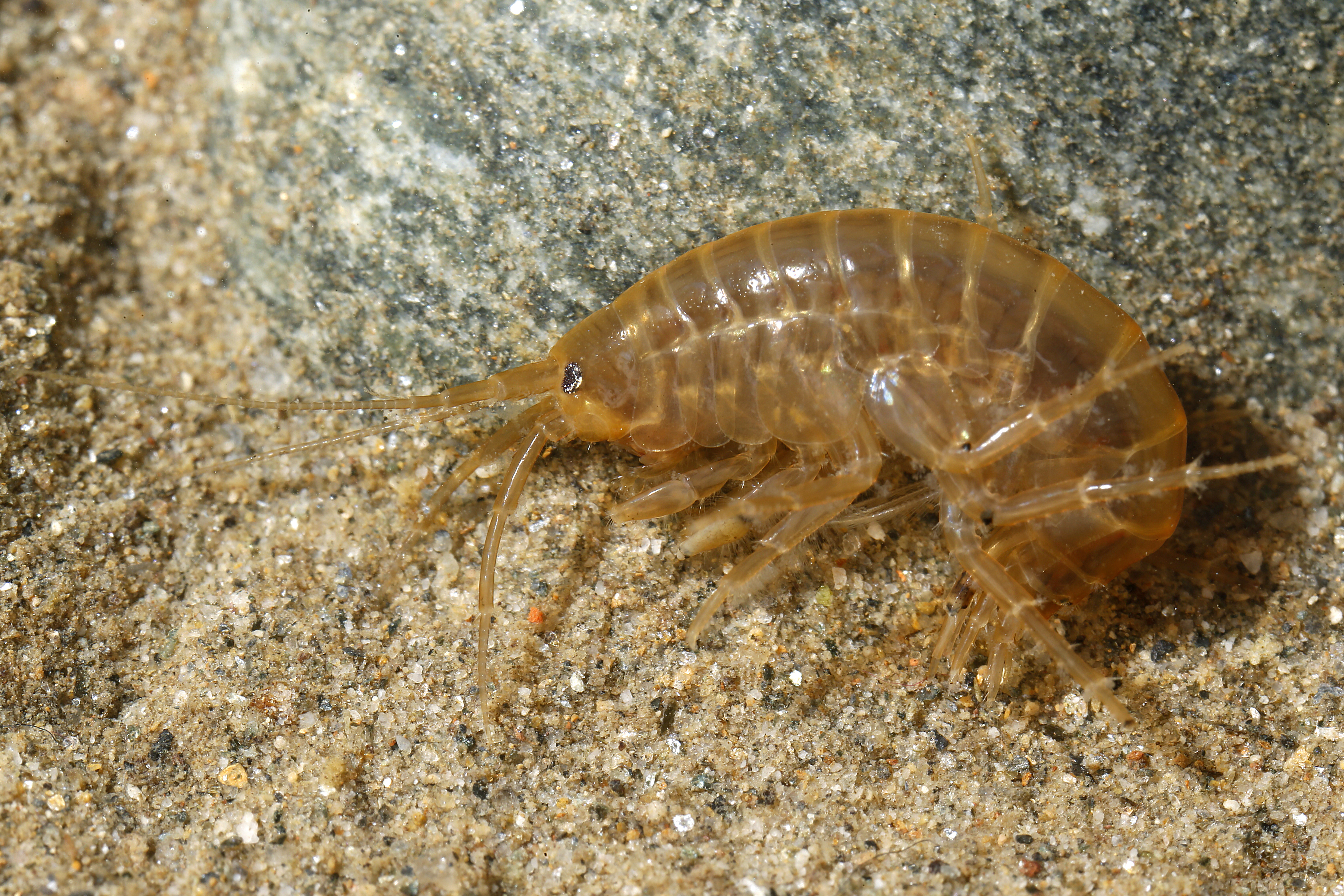 17092013012651 2107 art 1396 gammarus sp. bachflohkrebs.2v