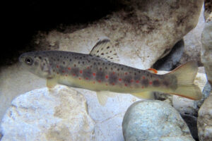 17092013013043 2108 art 1119 salmo trutta bachforelle24.1