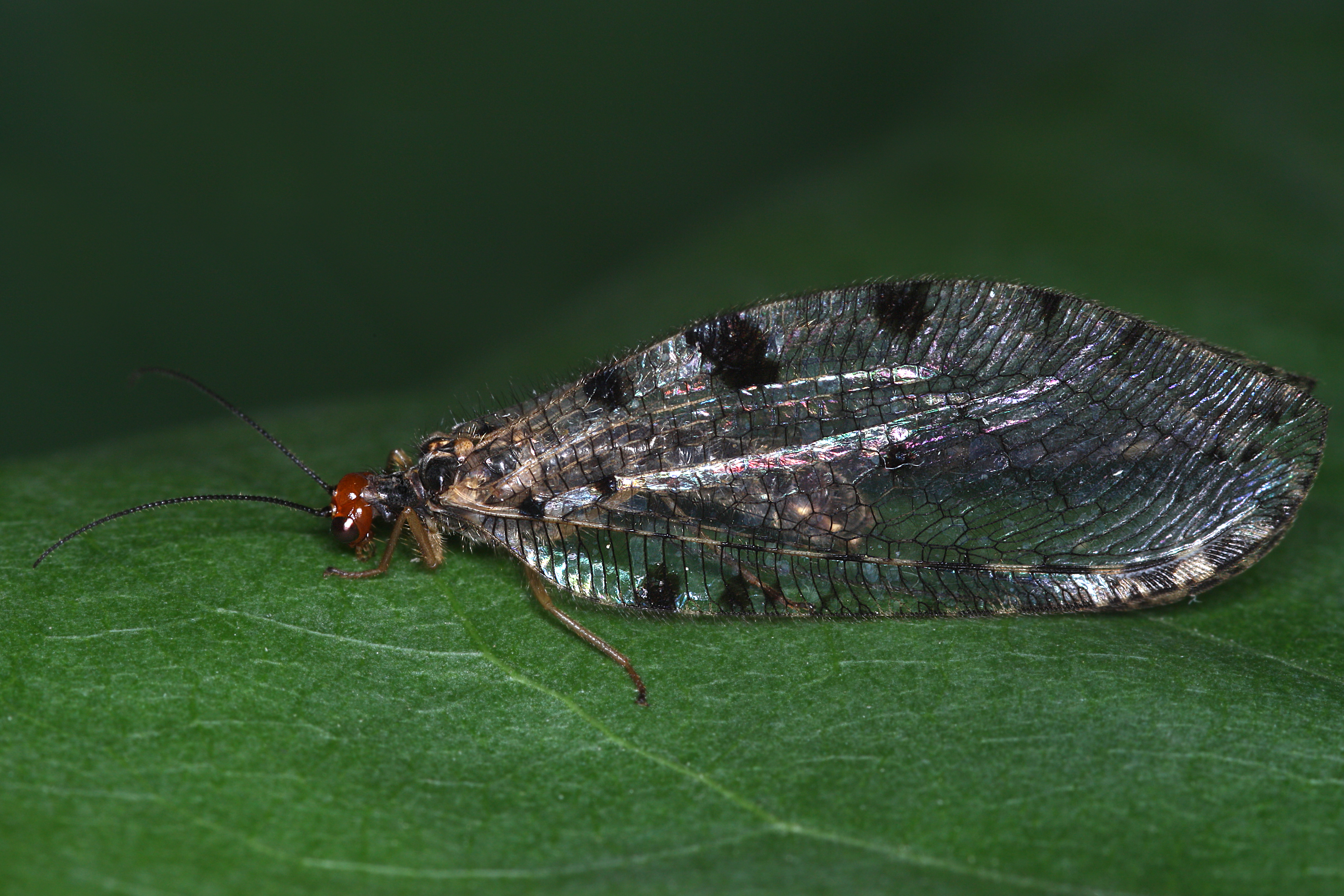 17092013013426 2109 art 895 osmylus fulvicephalus europaische bachhaftosmylidae bachhafte1.2