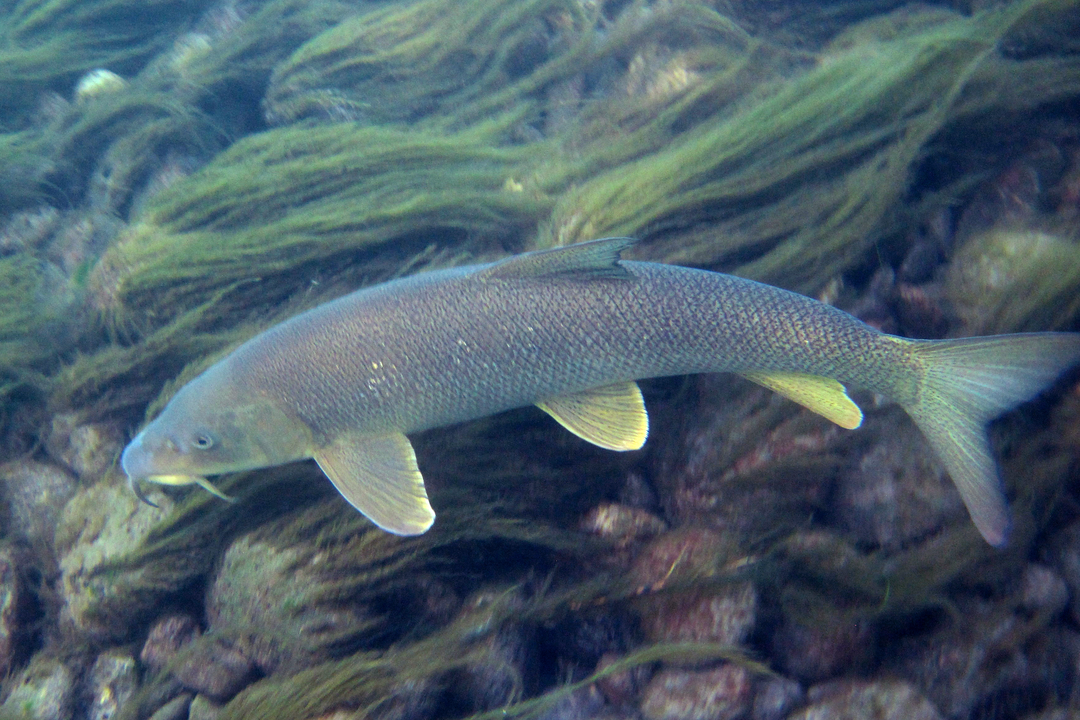 17092013013811 2110 art 1078 barbus barbus barbe12.1