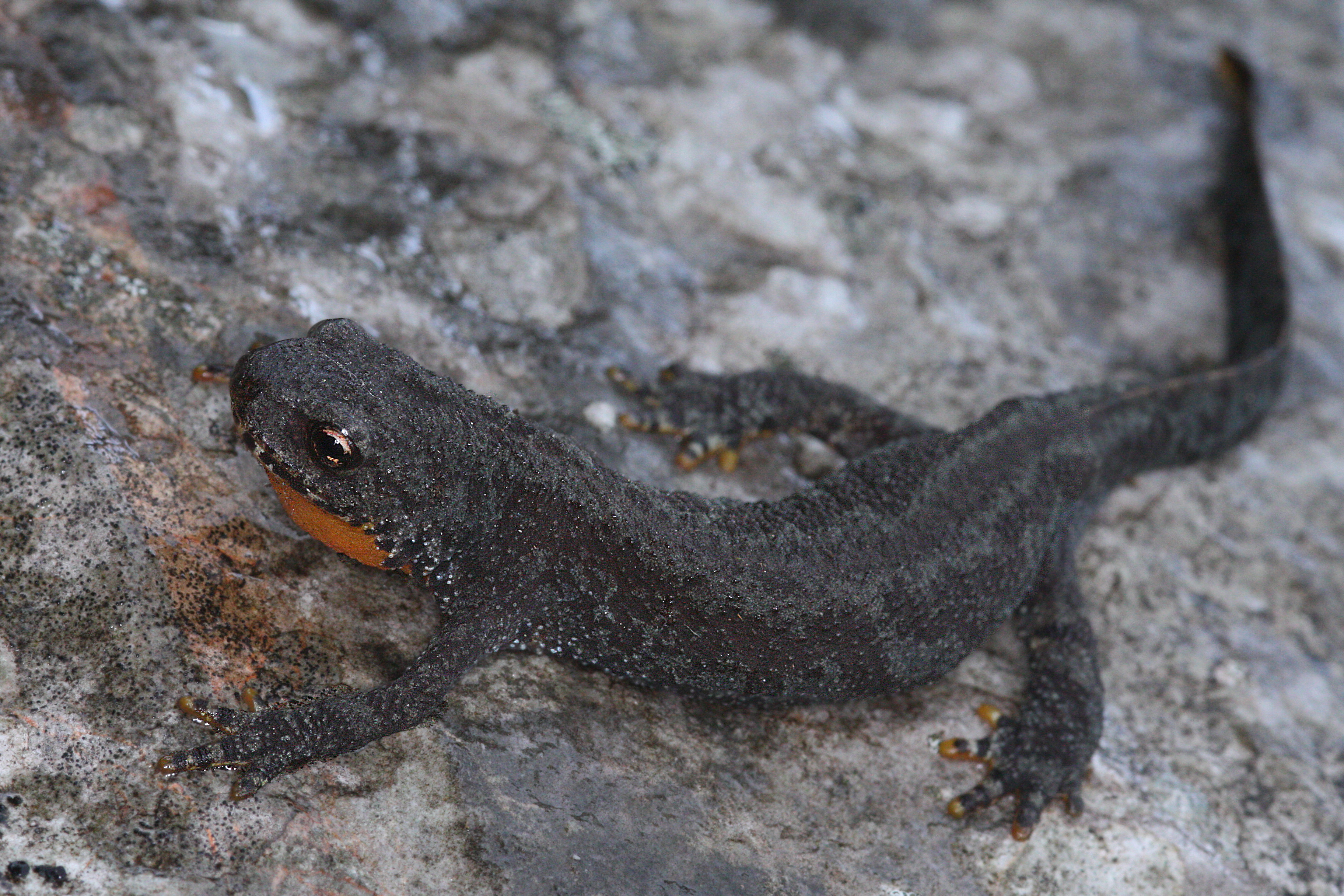 17092013014254 2111 art 1007 ichthyosaura alpestris bergmolchm2.2