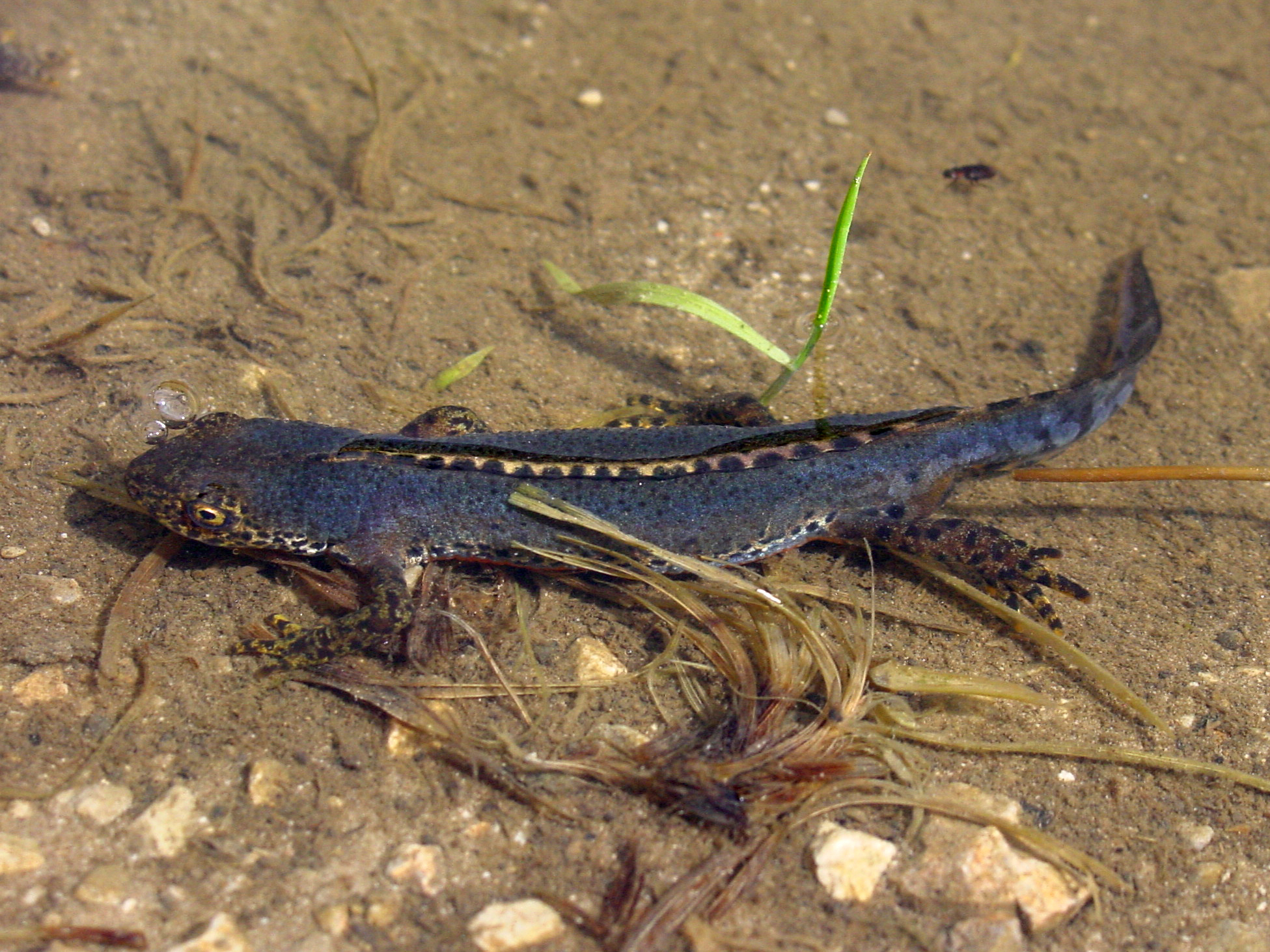 17092013014411 2112 art 1007 ichthyosaura alpestris bergmolch7