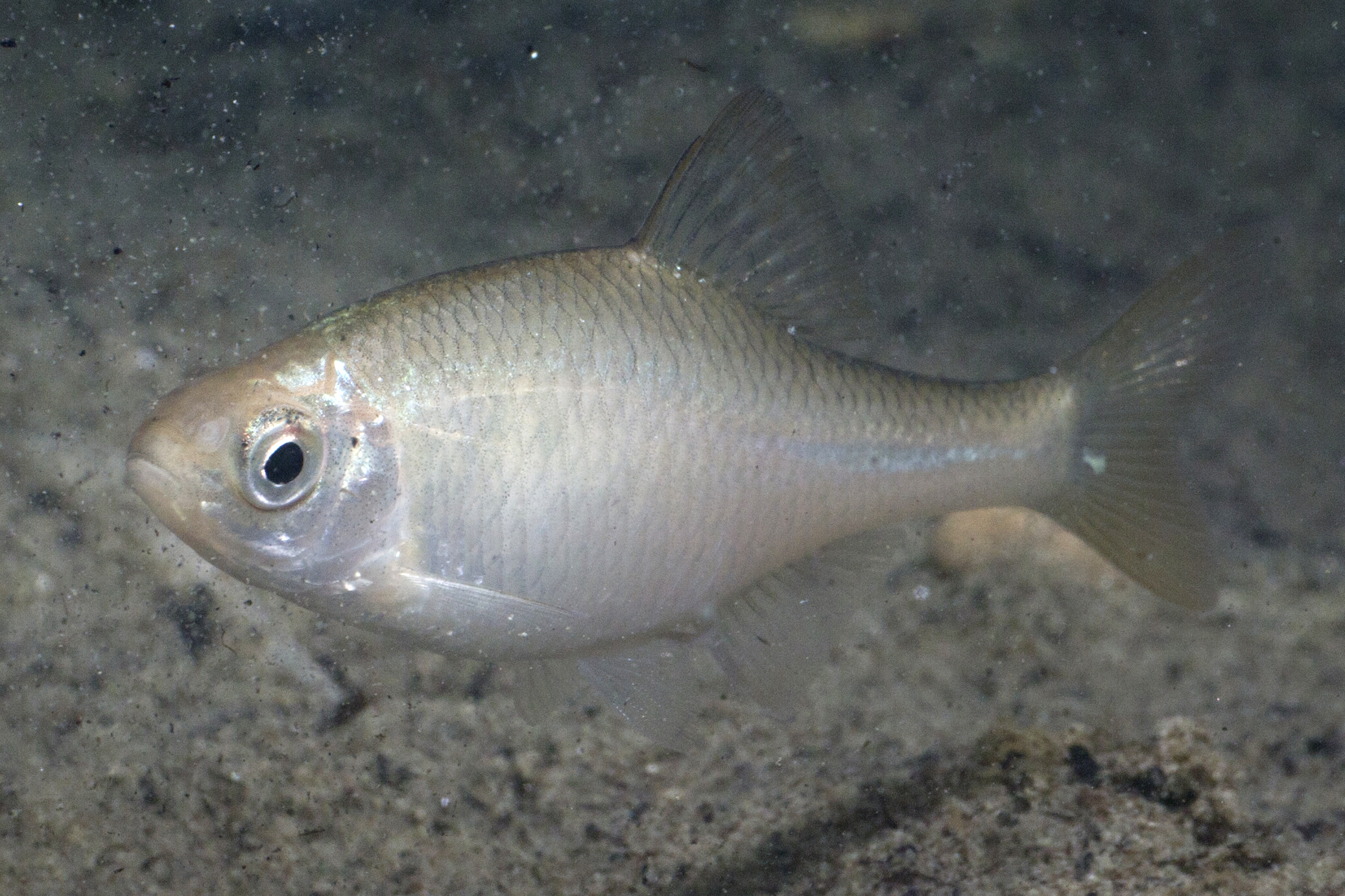 17092013015921 2113 art 921 rhodeus amarus bitterling