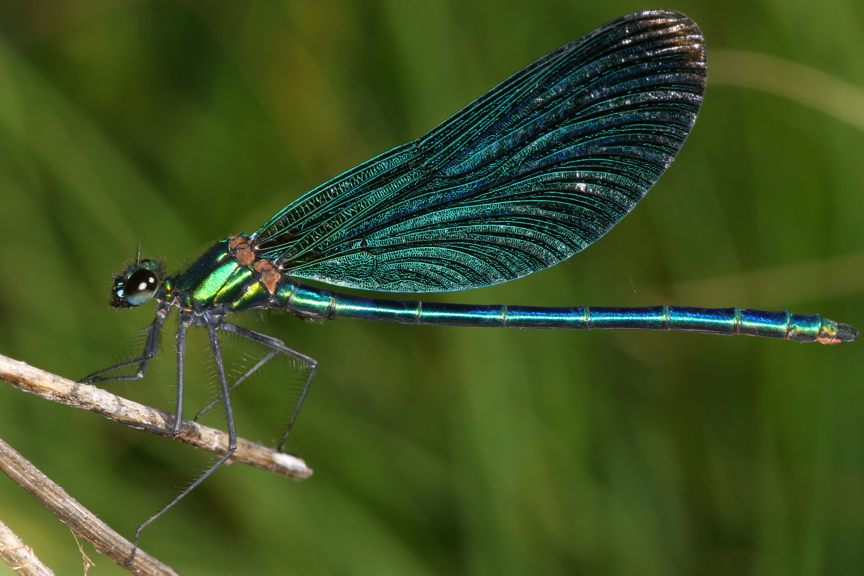 17092013020336 2114 art 1349 calopteryx virgo blauflugel prachtlibelle6.1