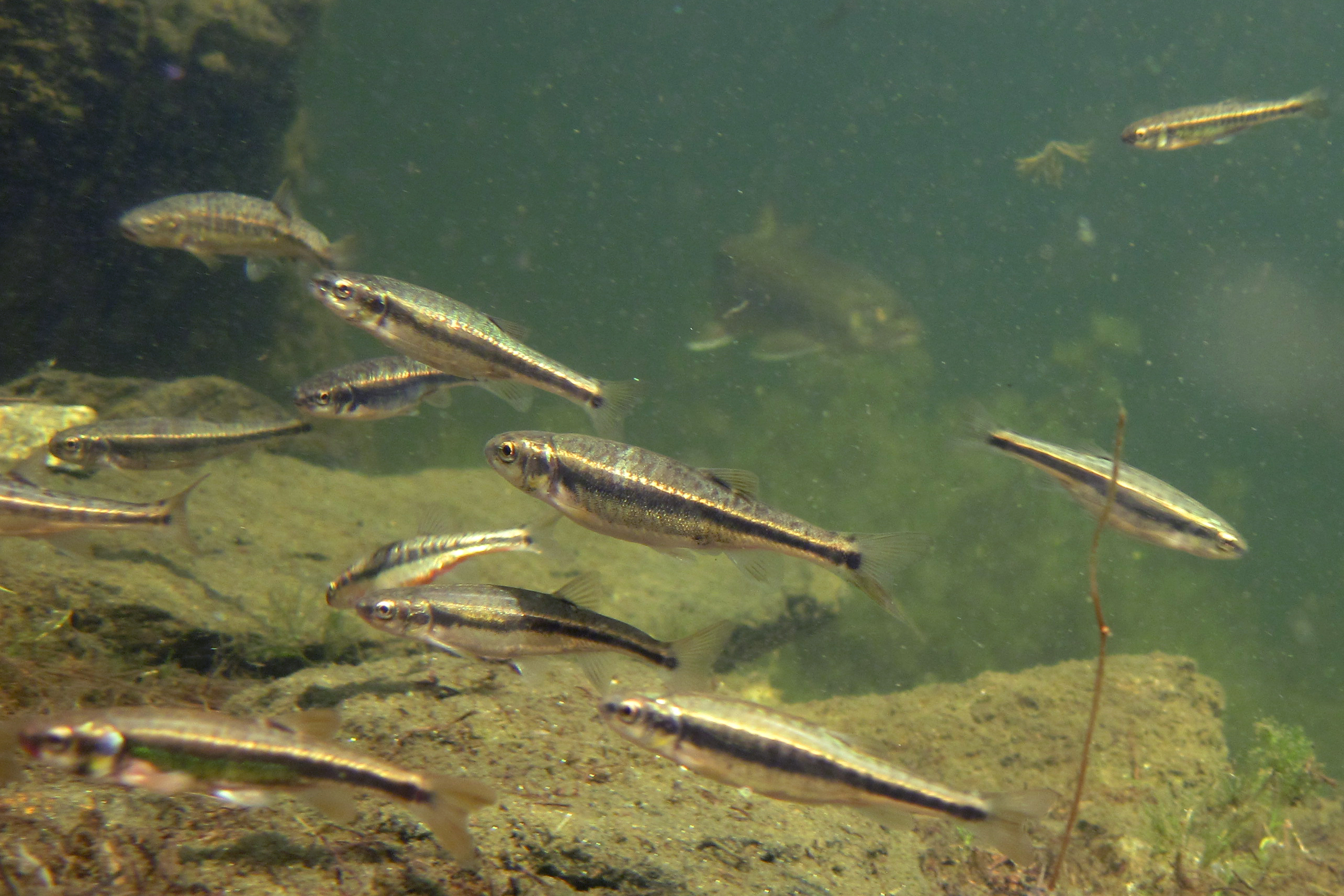 17092013021623 2116 art 1085 phoxinus phoxinus elritze1.1