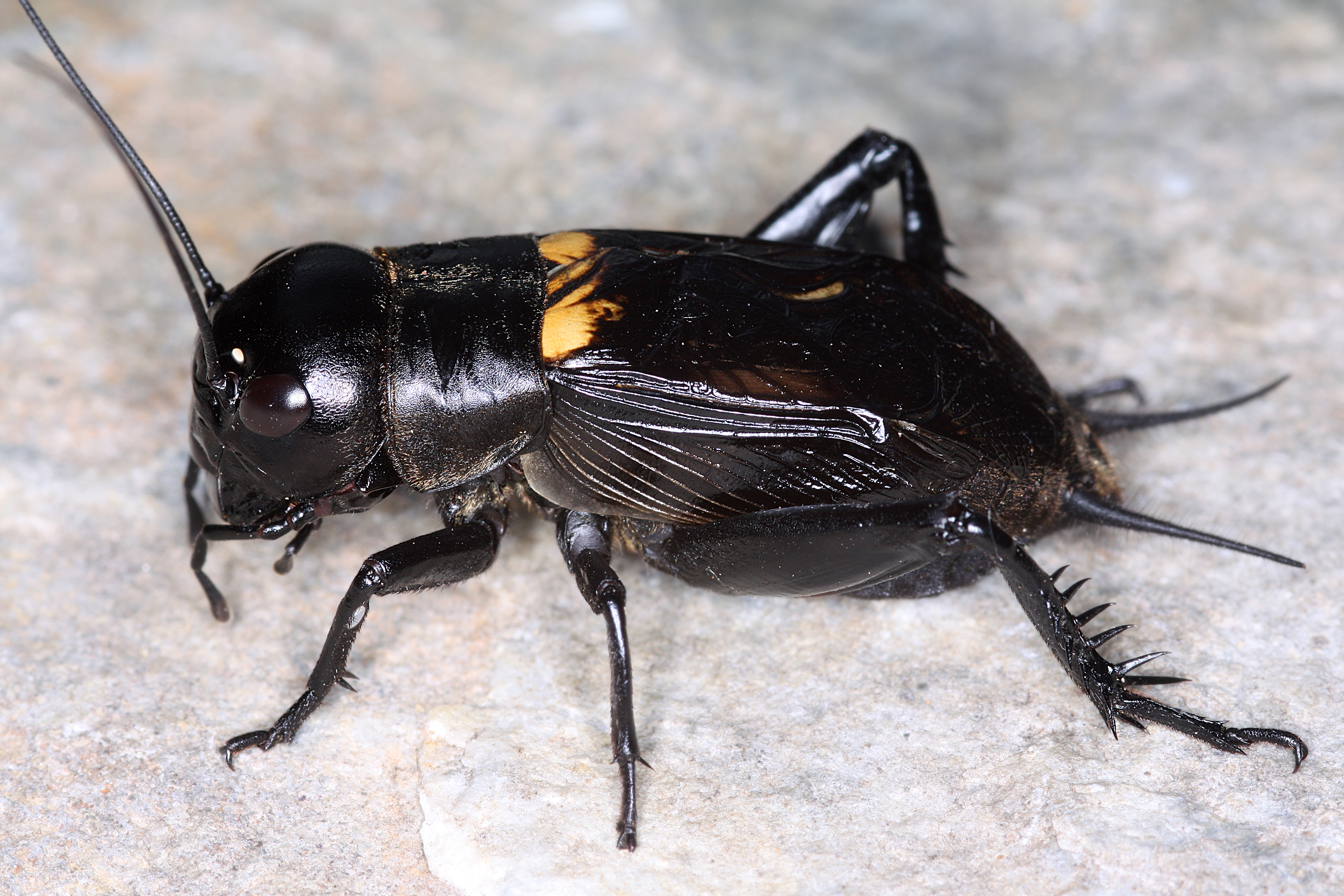 17092013022015 2117 art 864 gryllus campestris feldgrille 1.2