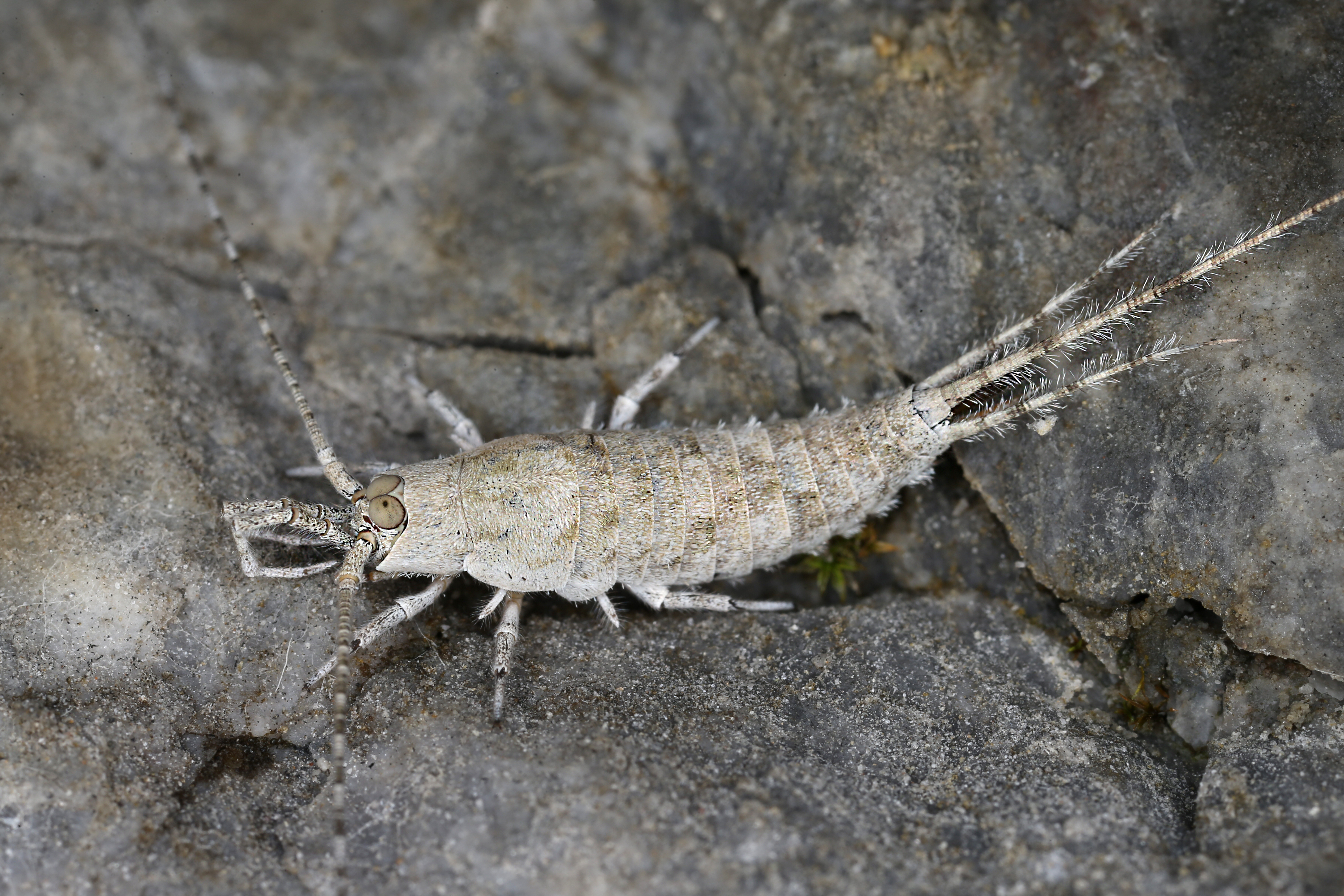 17092013022424 2118 art 1403 machilis sp. 1.2