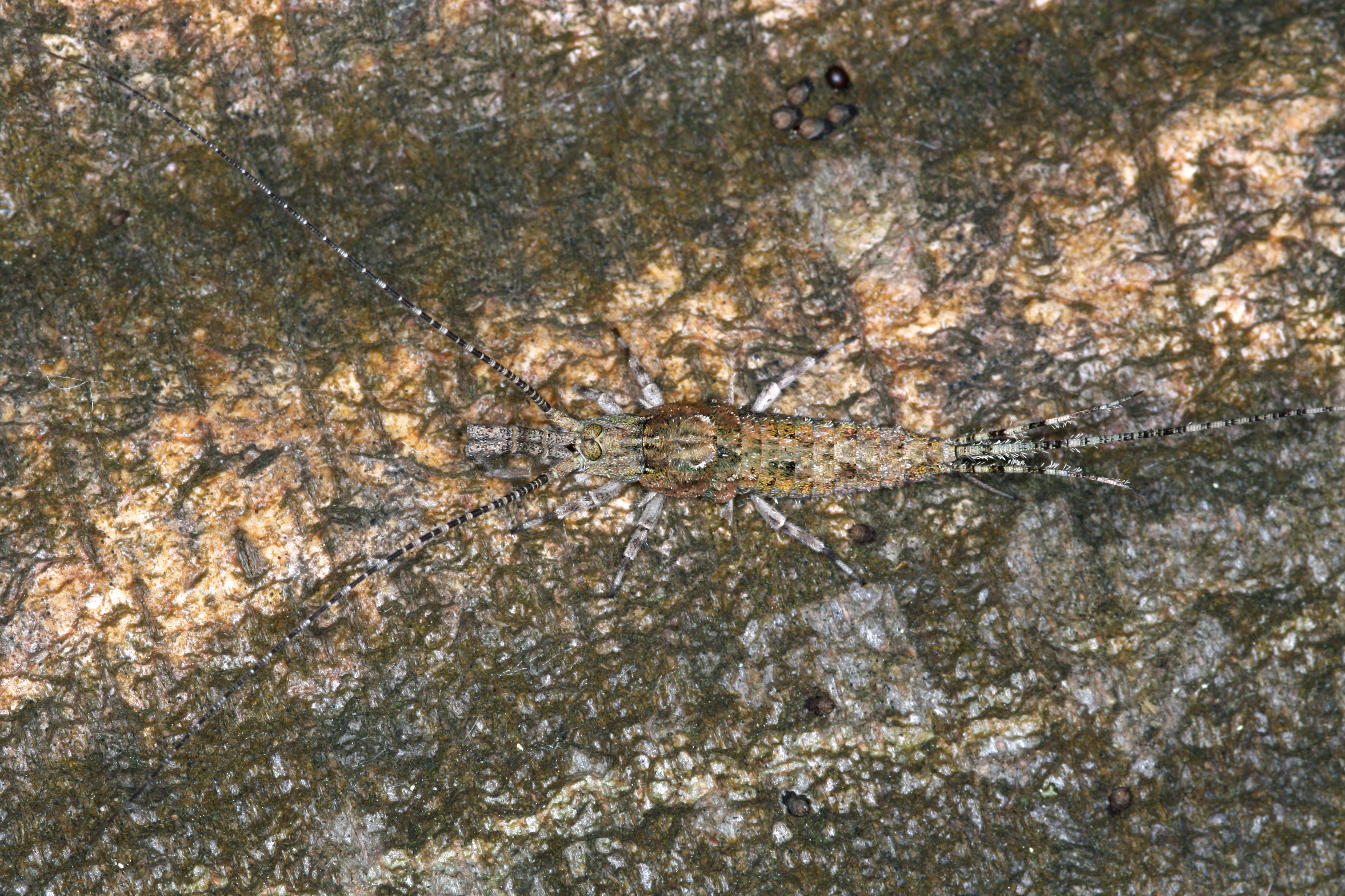 17092013022702 2119 art 1403 machilis cf. helleri 7.2