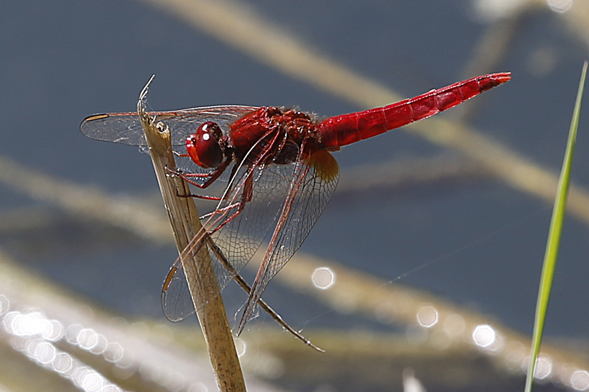 17092013022958 2120 art 1038 crocothemis erythraea feuerlibellem1.2