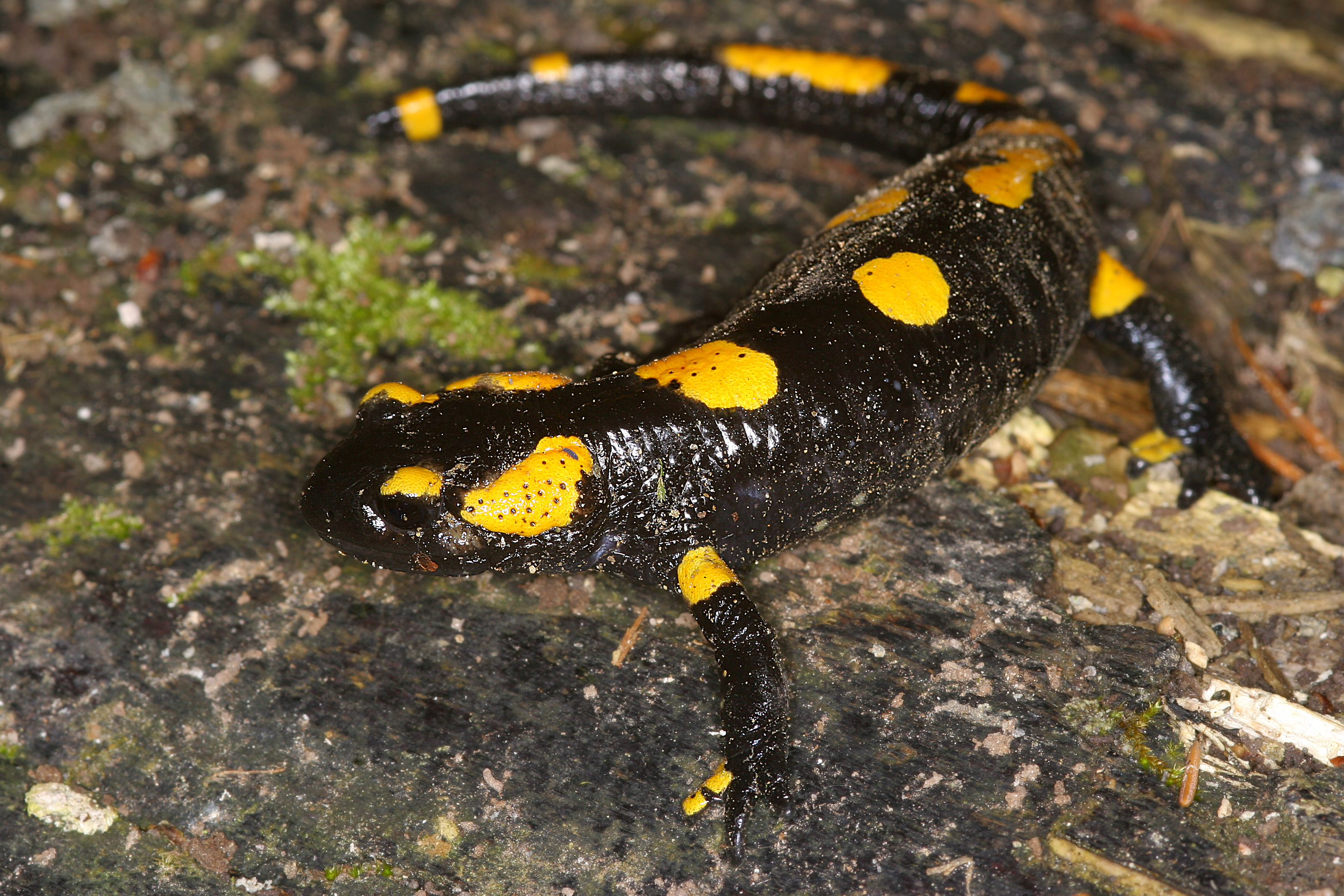 17092013023232 2121 art 1010 salamandra salamandra feuersalamander1.2