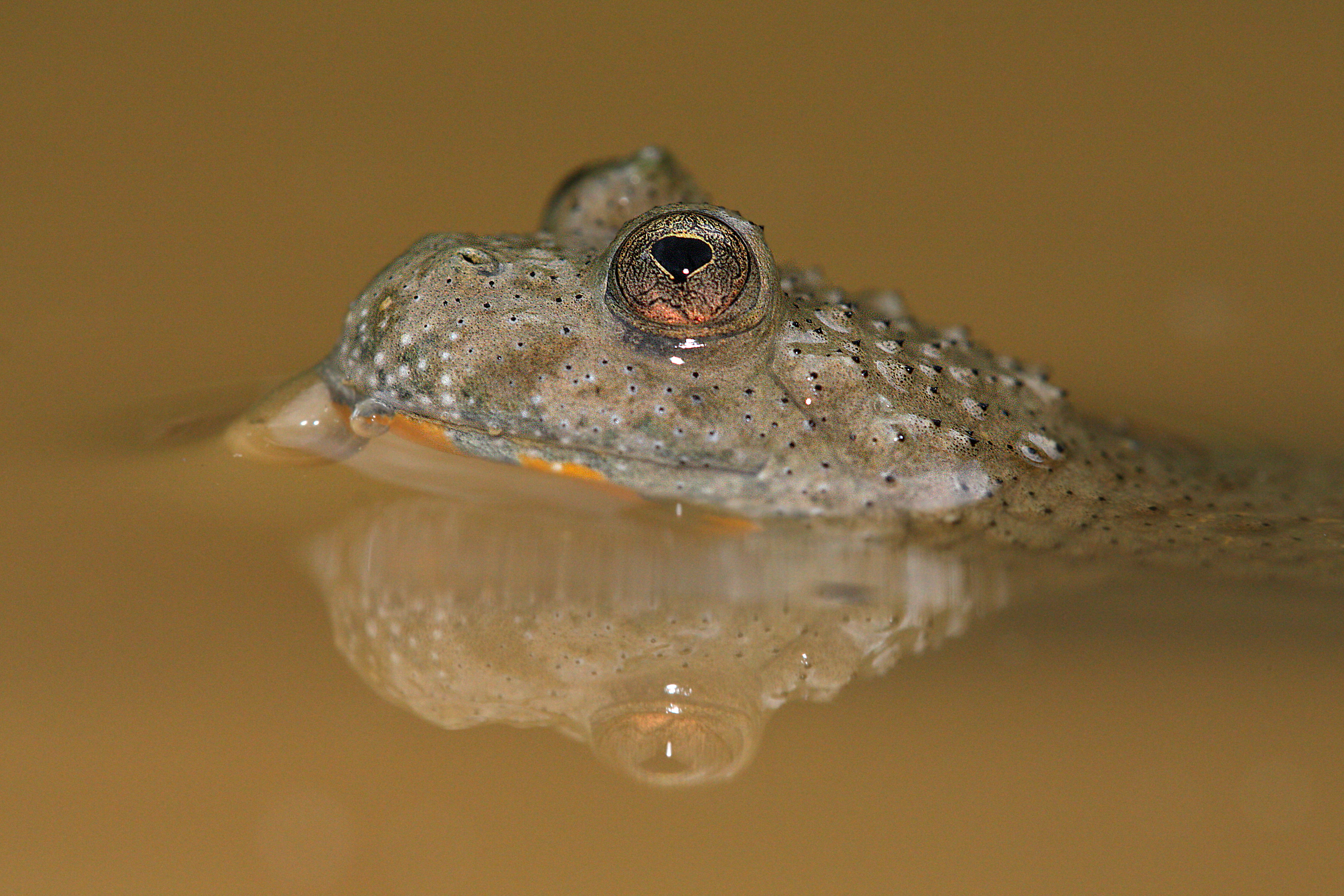 17092013023820 2122 art 1018 bombina variegata gelbbauchunke9.3