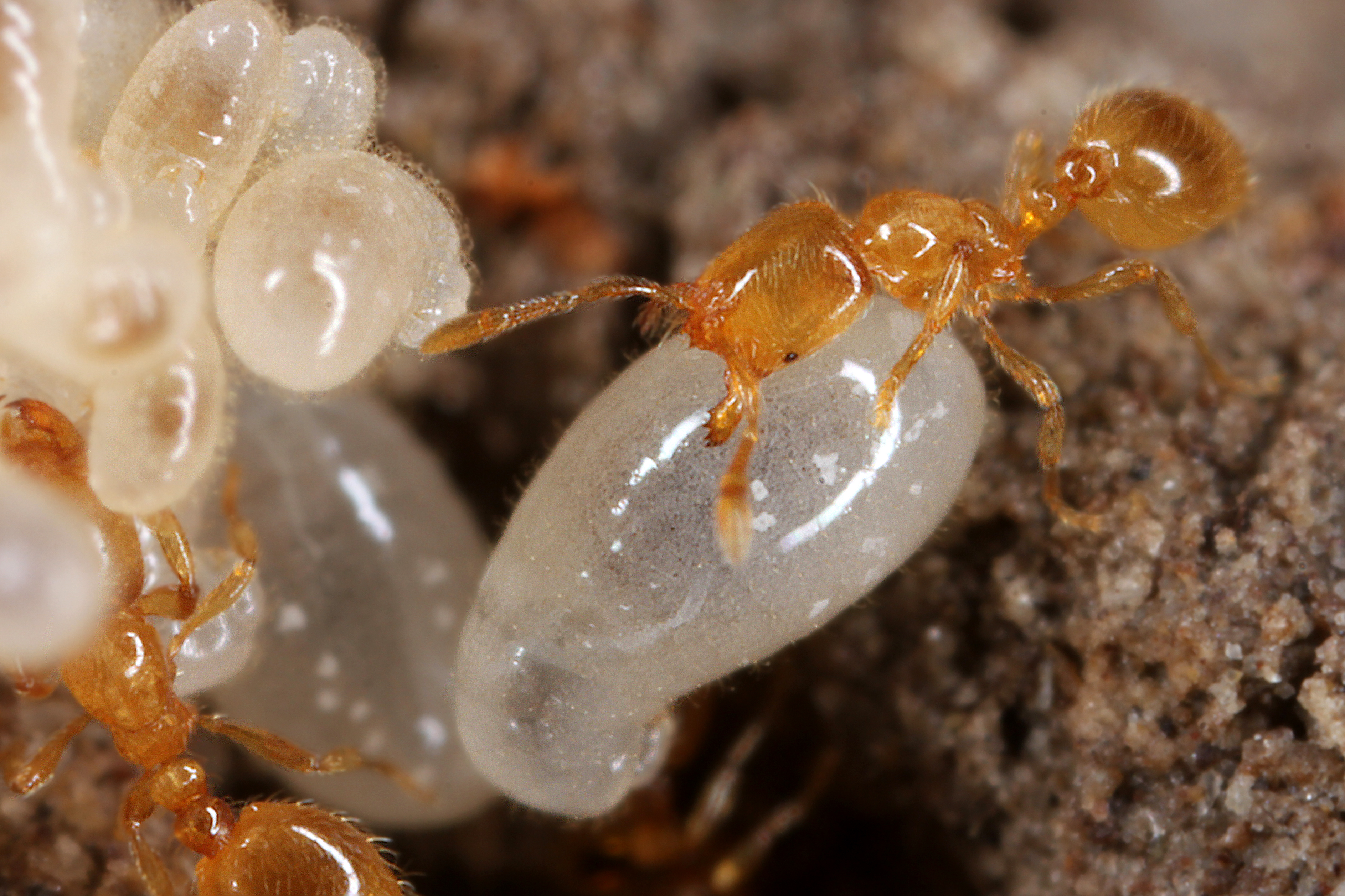 17092013024347 2123 art 139 solenopsis fugax gelbe diebsameisew1.2