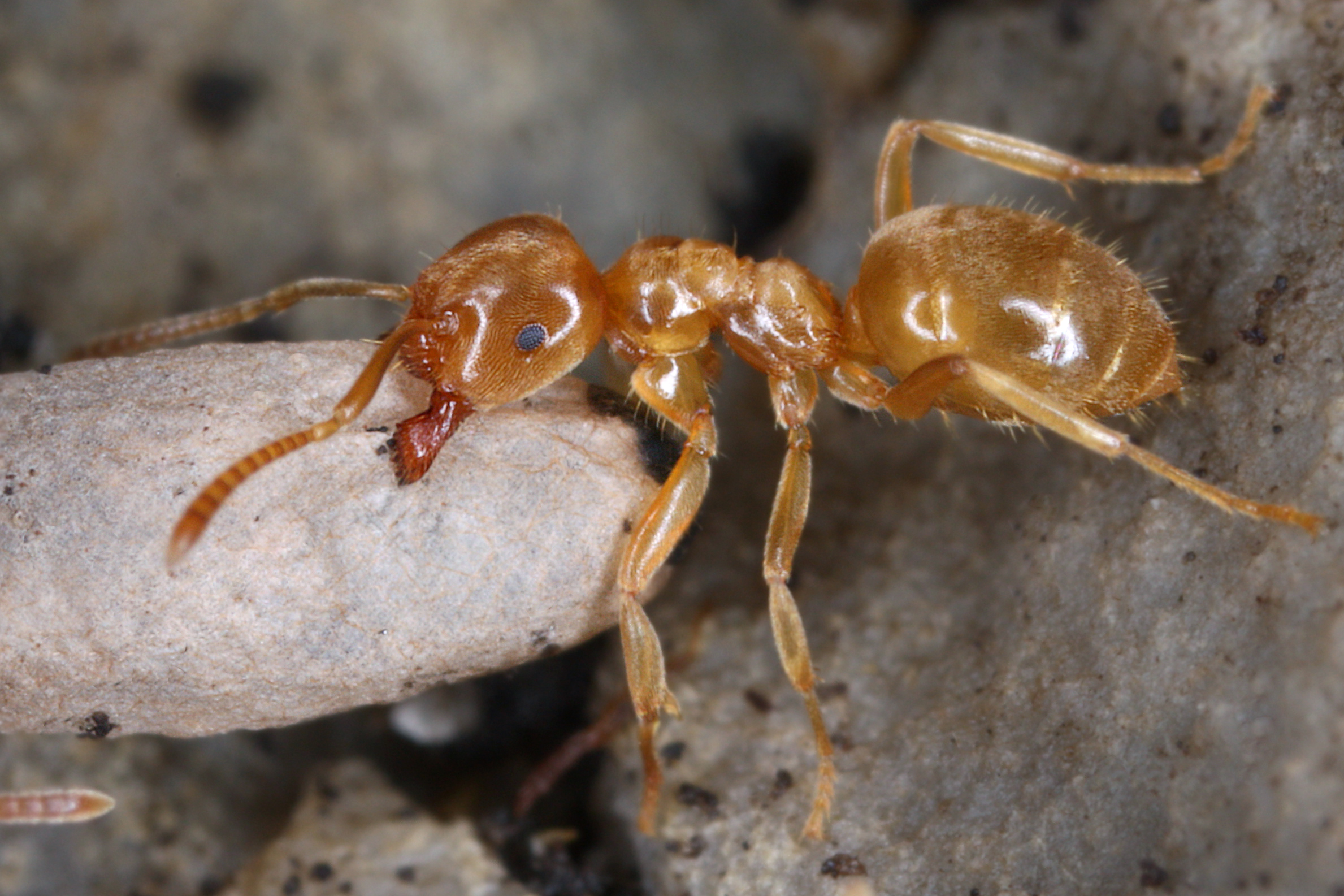17092013024548 2124 art 115 lasius flavus gelbe wiesenameise10.2