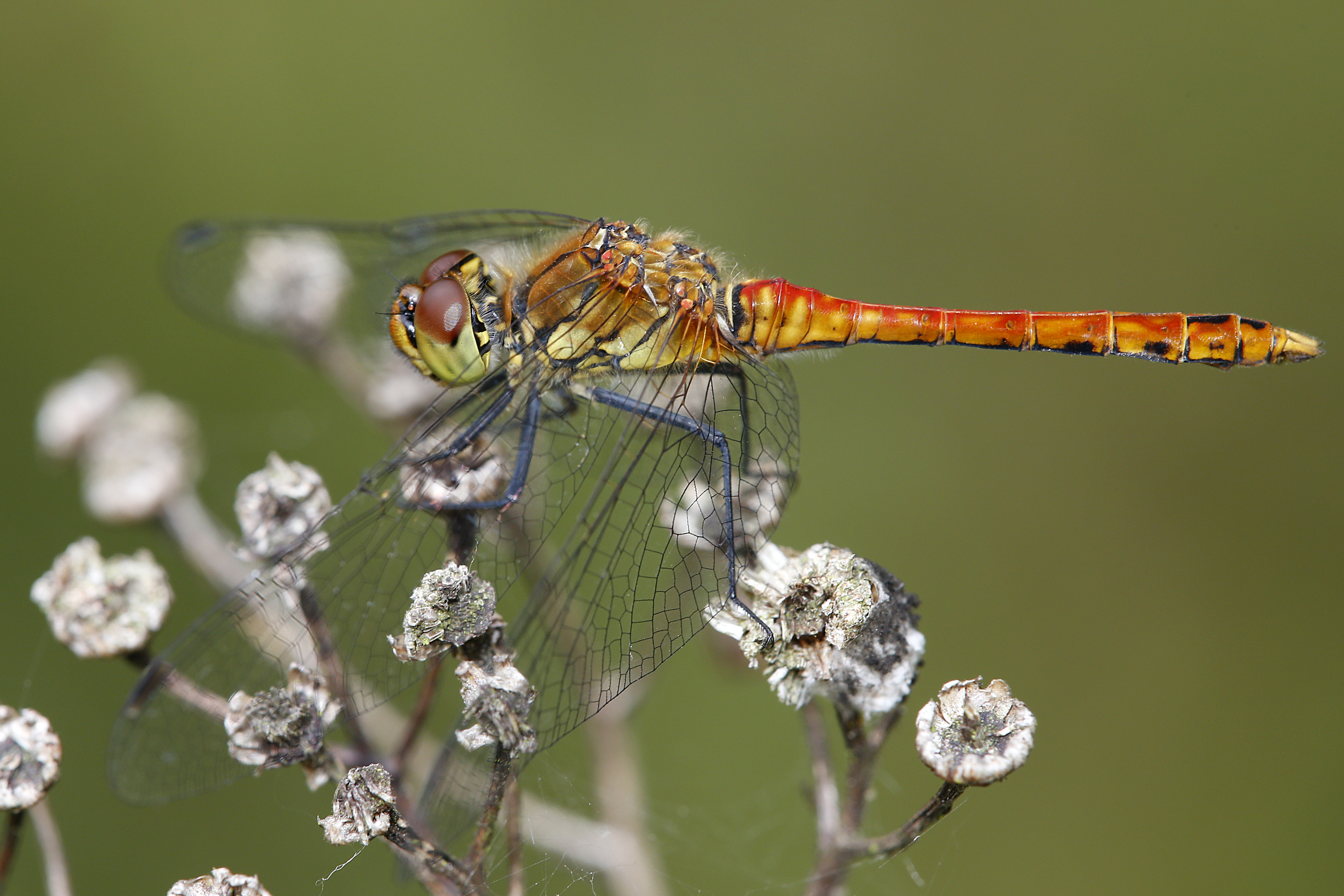 17092013025827 2126 art 1376 sympetrum vulgatum gemeine heidelibellem cf1.2