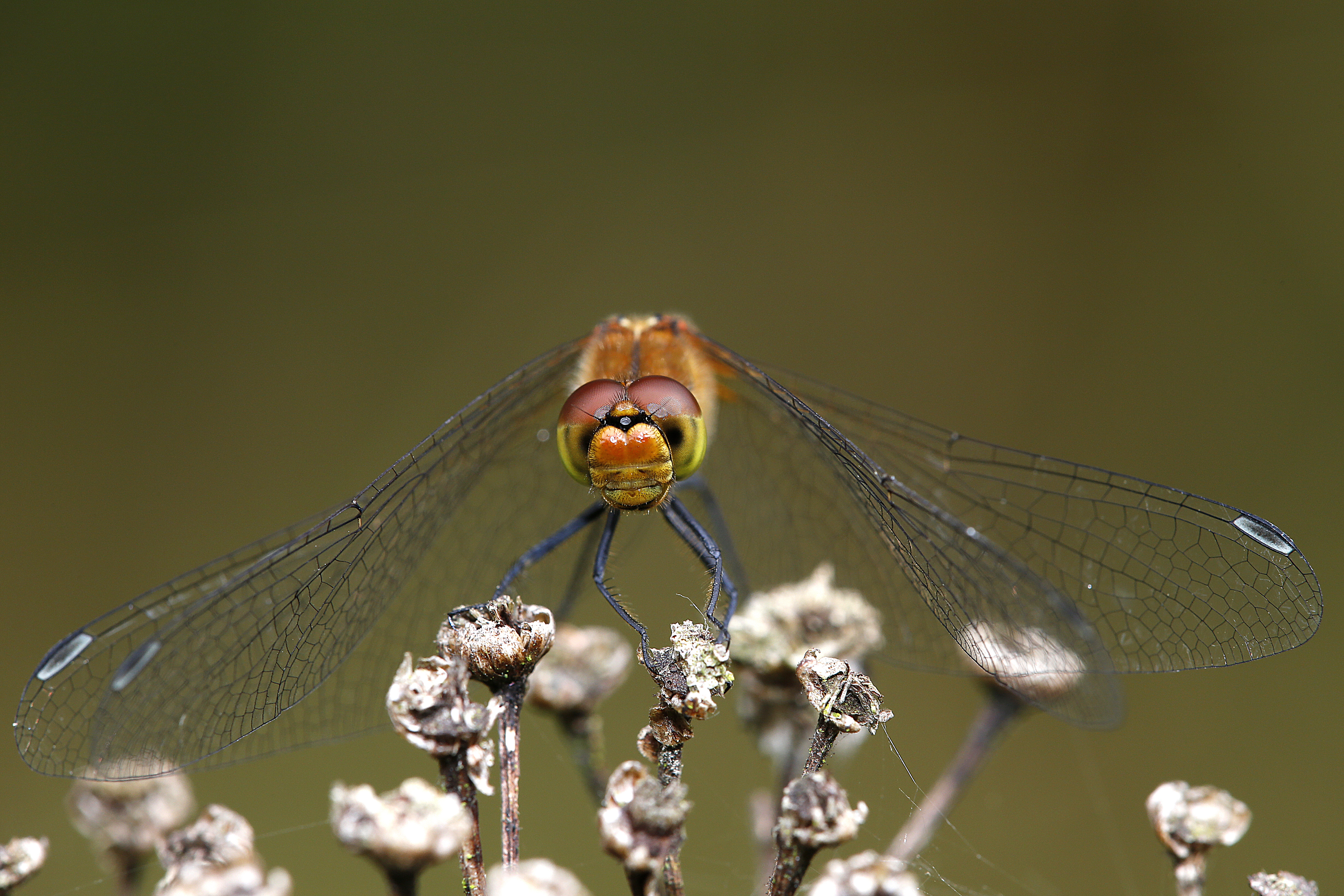 17092013030134 2127 art 1376 sympetrum vulgatum gemeine heidelibellem2.2v