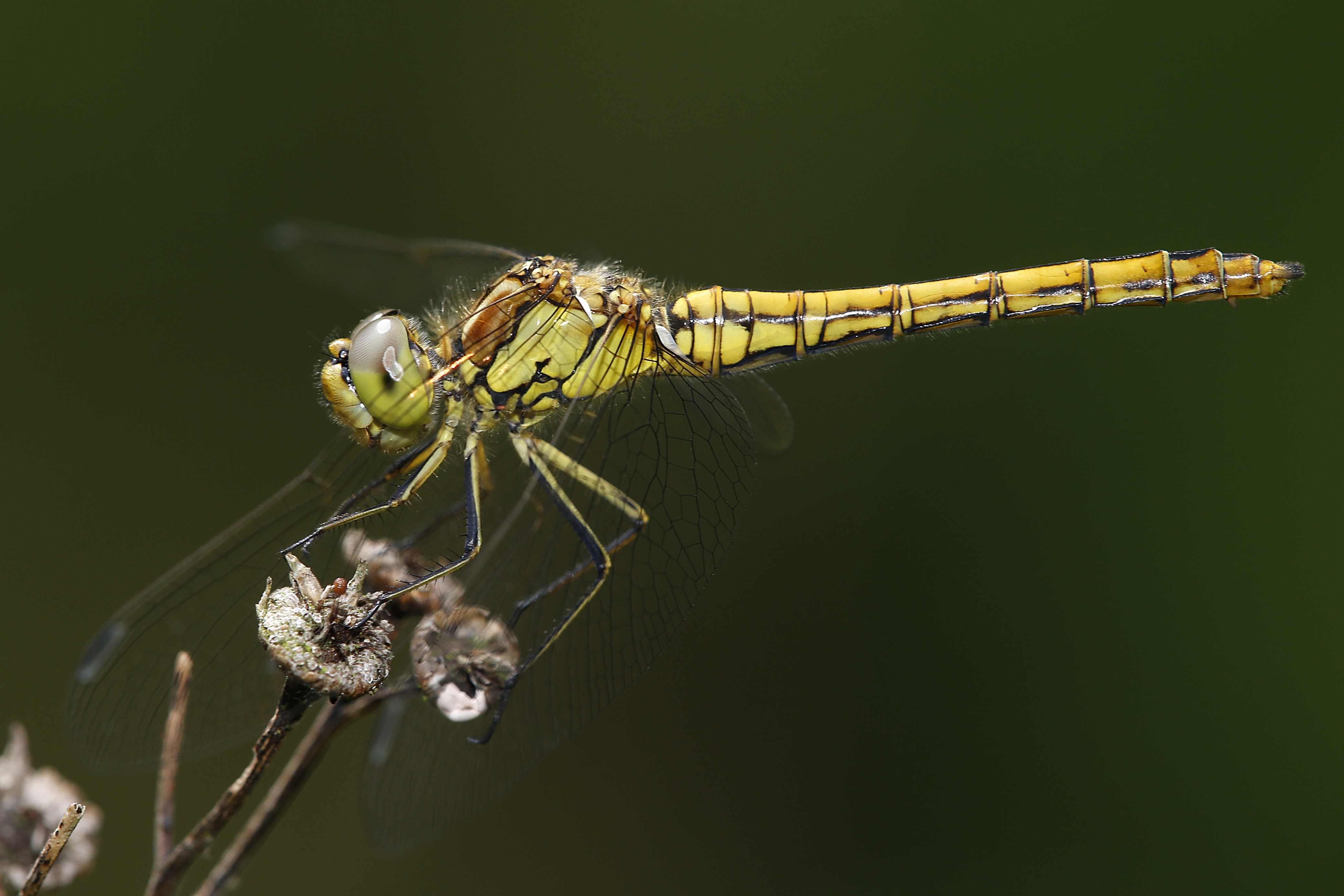 17092013030507 2128 art 1376 sympetrum vulgatum w1.2