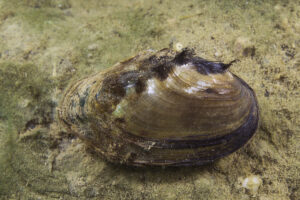 17092013030842 2129 art 1113 anodonta anatina gemeine teichmuschel5.2
