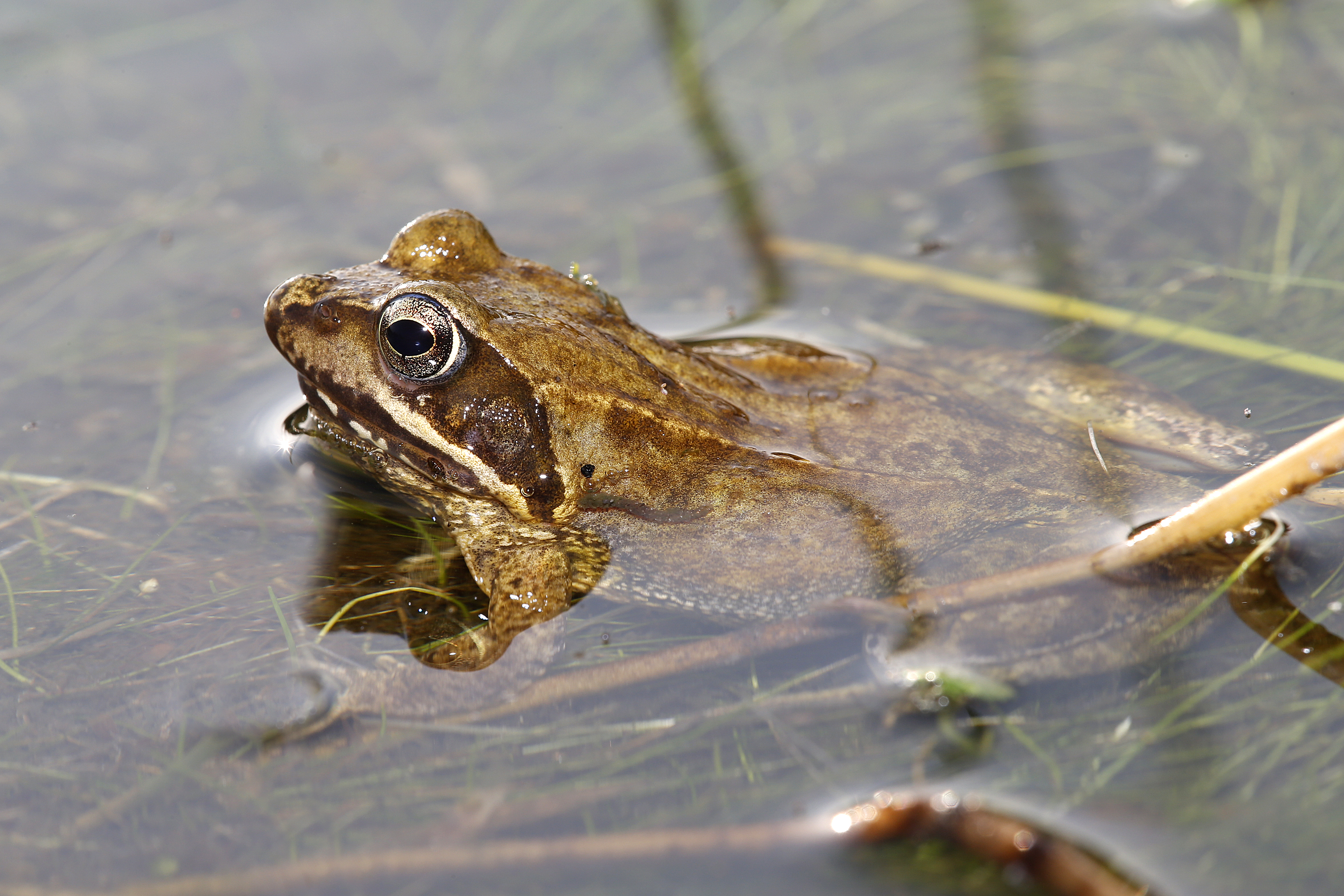 17092013032131 2130 art 1013 rana temporaria grasfrosch1.2v