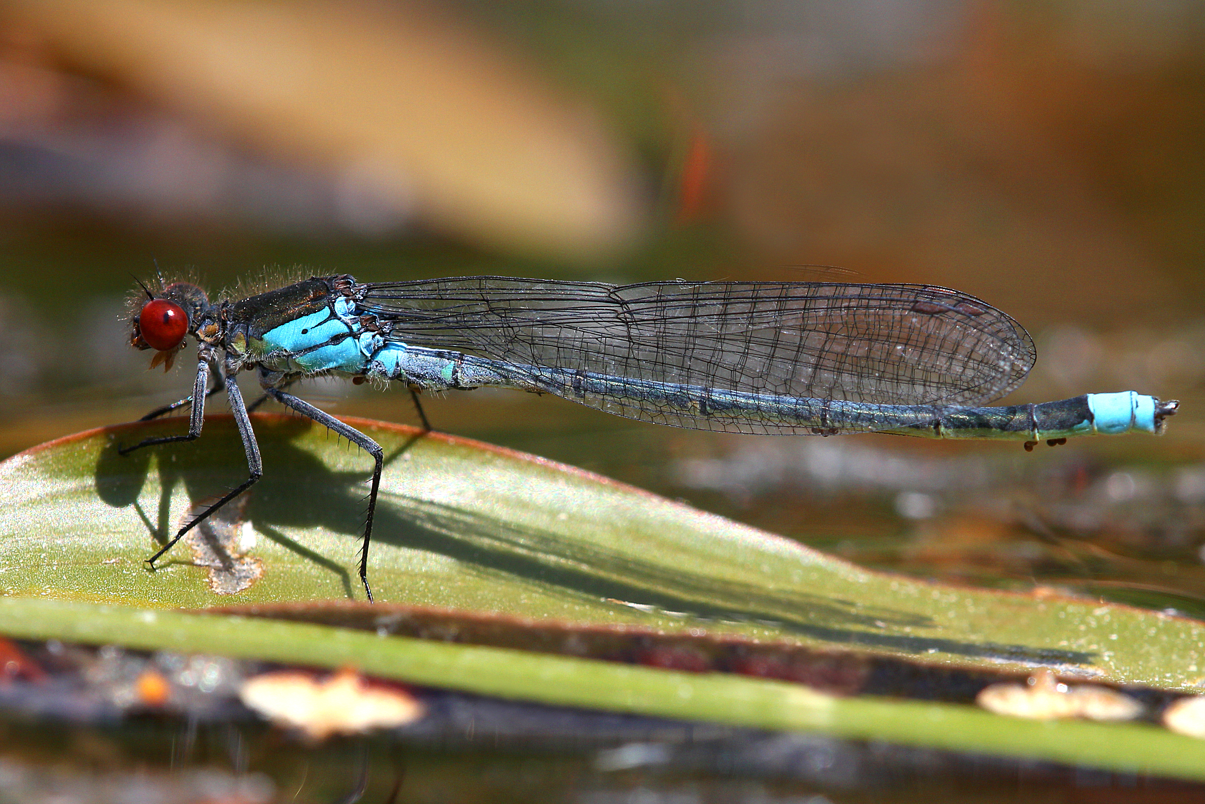 17092013033225 2131 art 892 erythromma najas groses granatauge 1.2