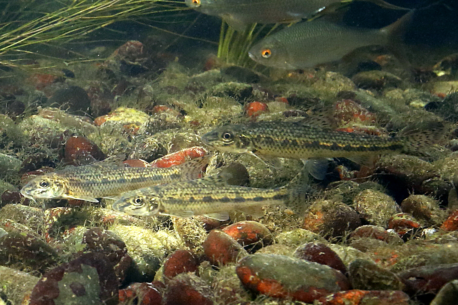 17092013033711 2132 art 1181 gobio gobio grundling5.2