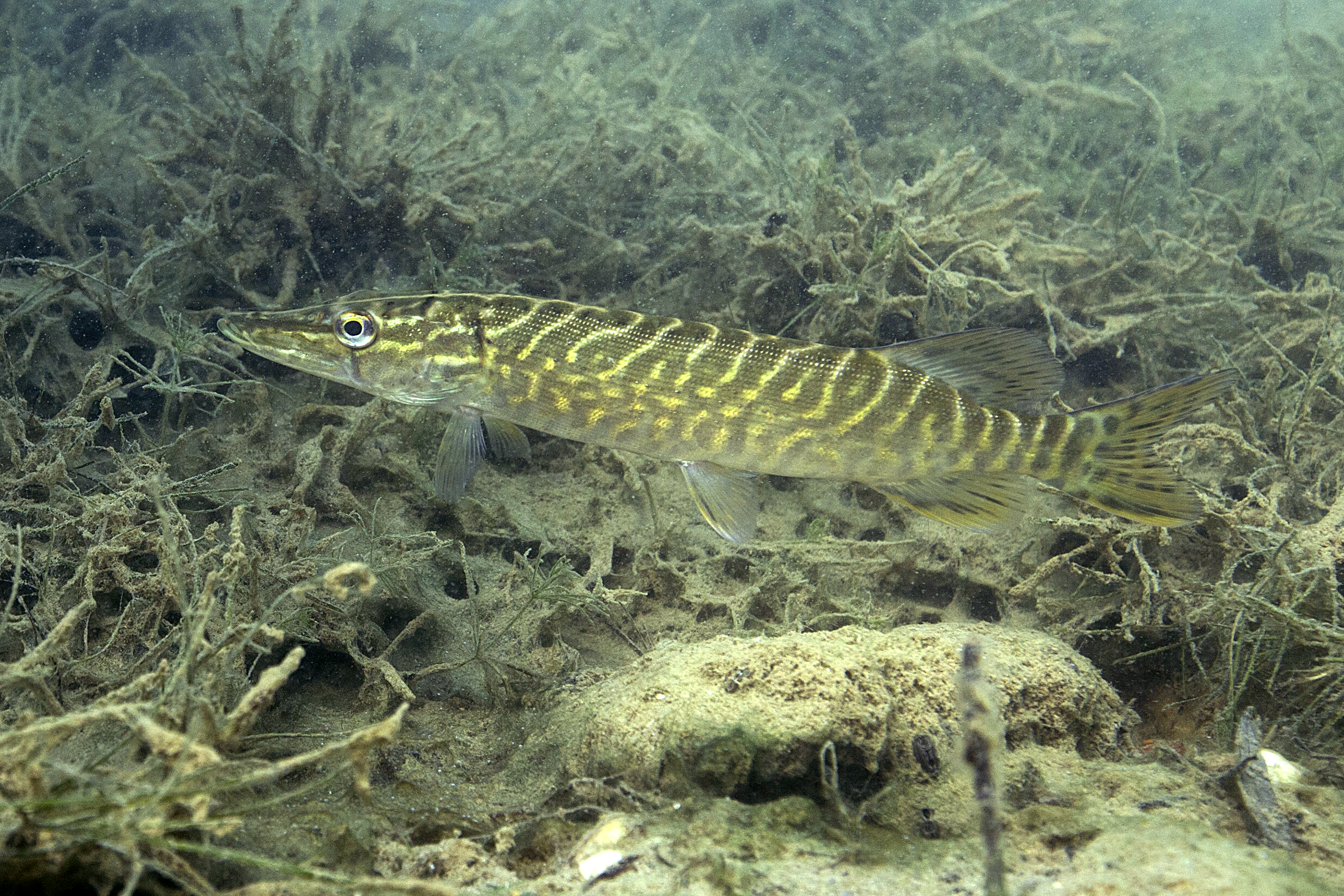 17092013034340 2134 art 1091 esox lucius hecht1.6