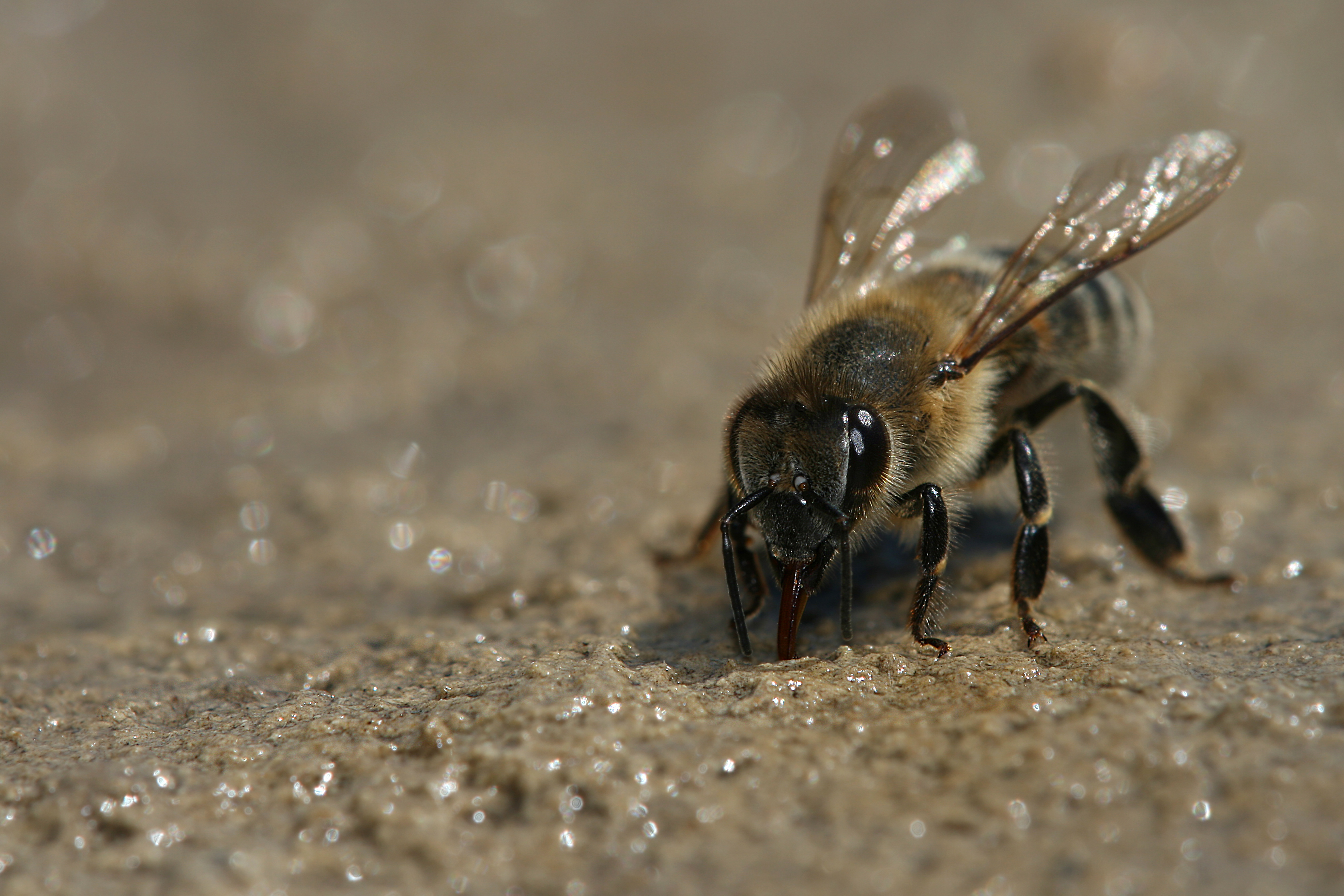 17092013034714 2135 art 1395 apis mellifera honigbiene3.2