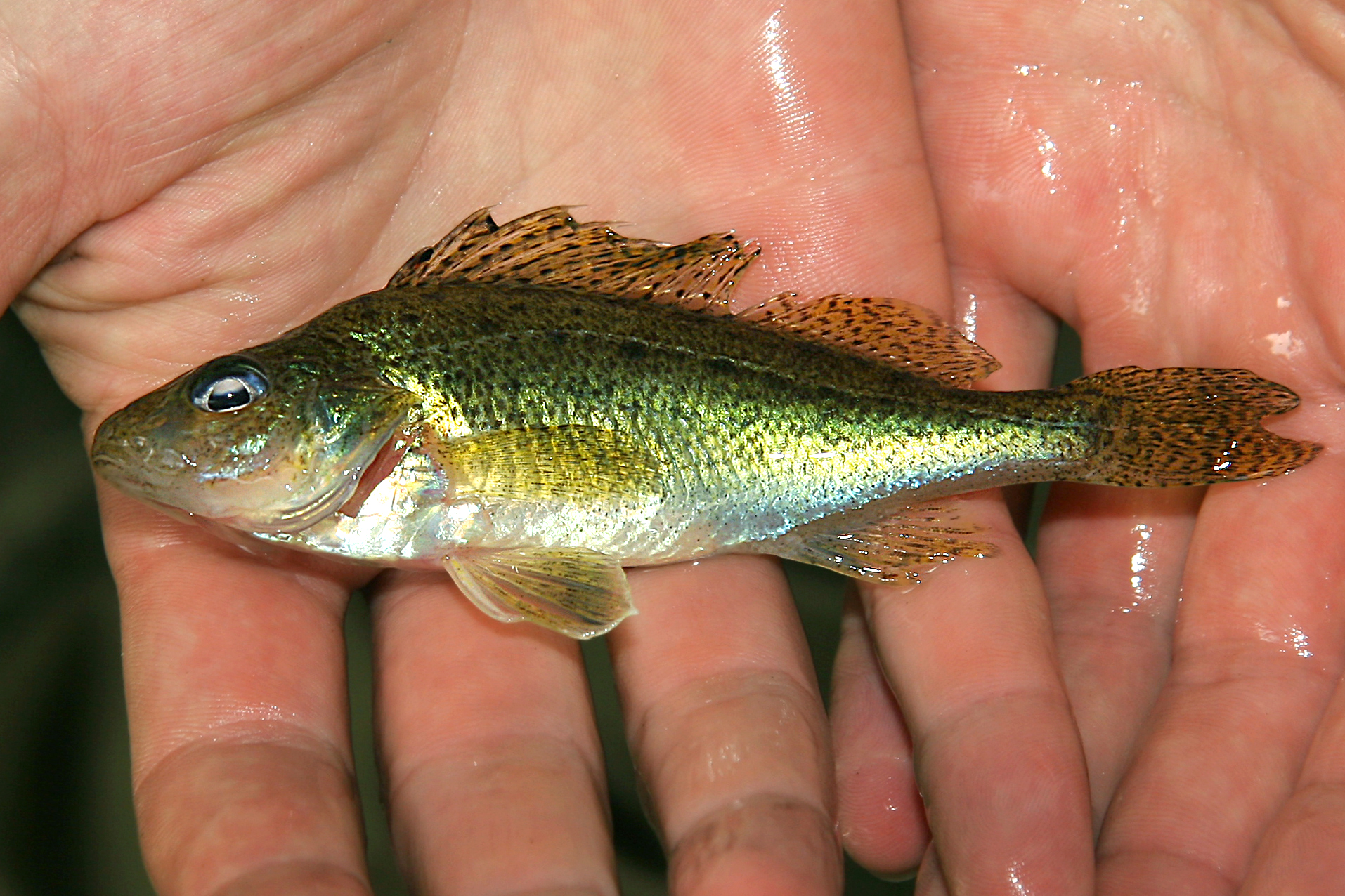 17092013035426 2136 art 1141 gymnocephalus cernuus kaulbarsch1.2