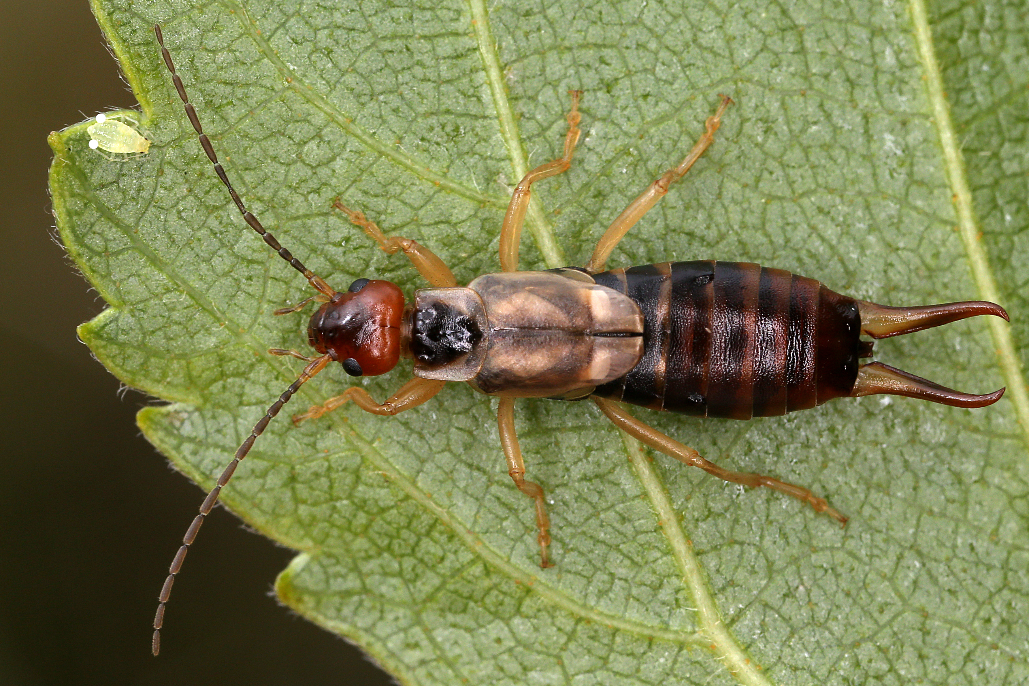 17092013042317 2138 art 1399 forficula auricularia gemeiner ohrwurm1.3