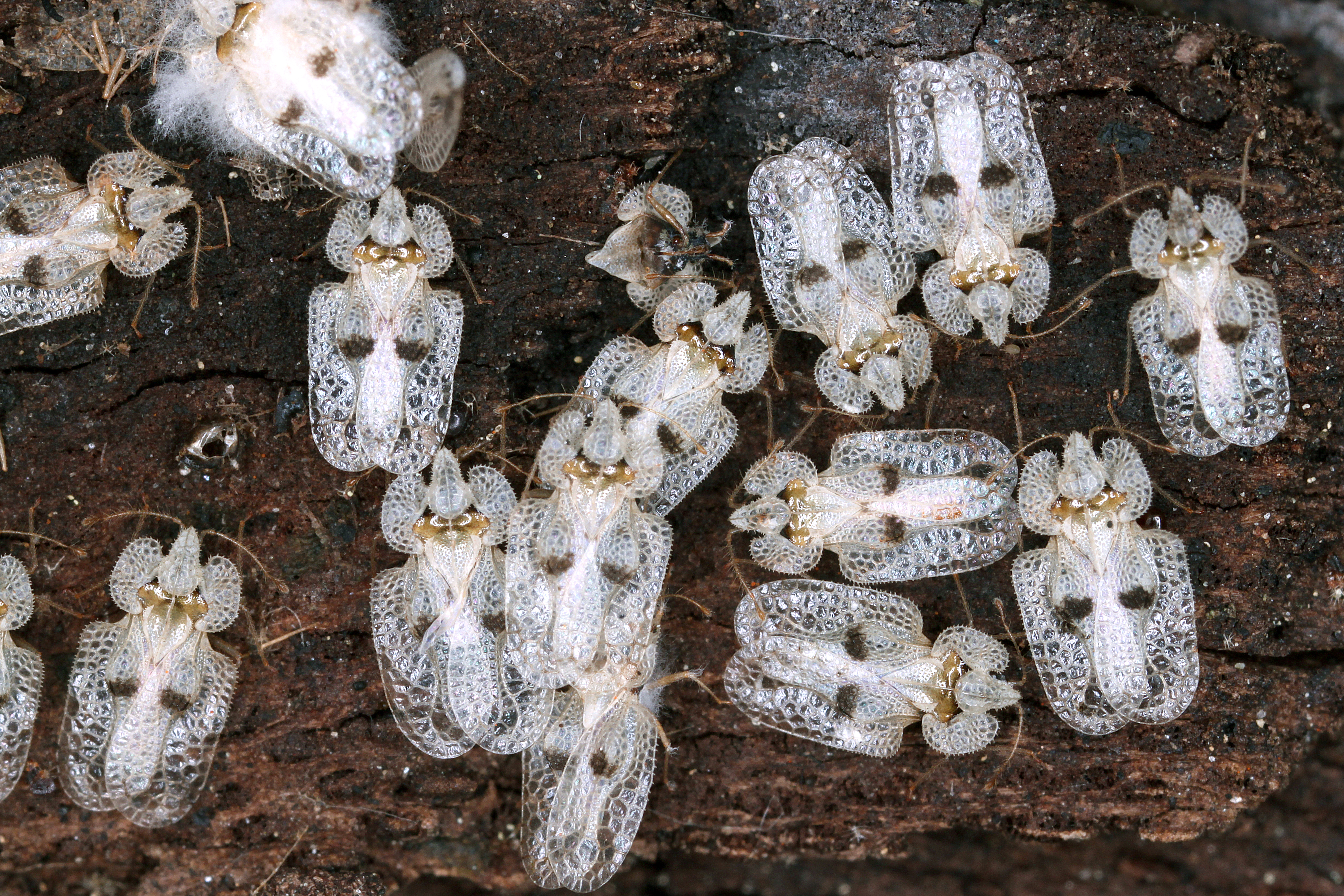 17092013043309 2139 art 420 corythucha ciliata platanennetzwanze5.2