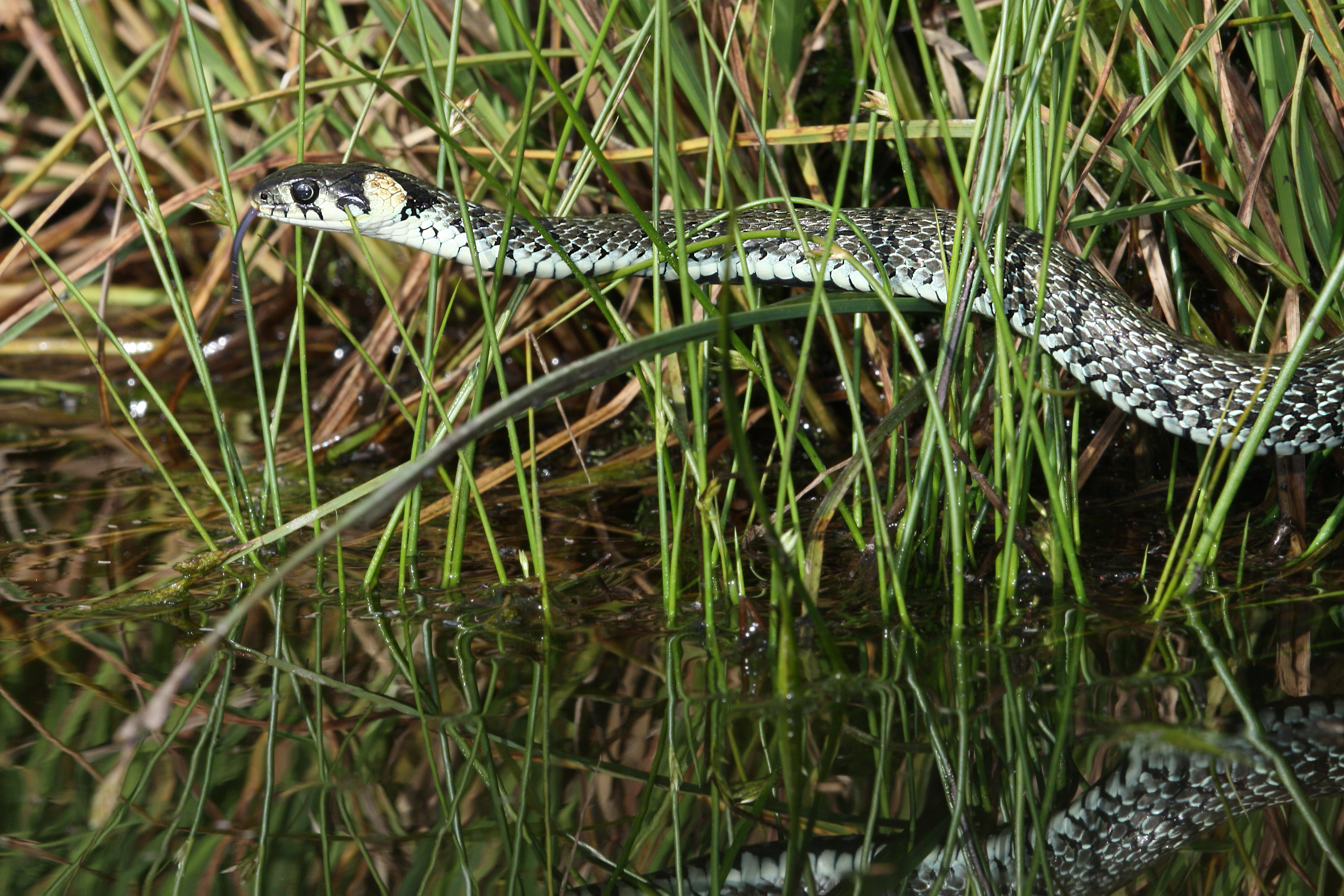 17092013043733 2140 art 932 natrix natrix ringelnatter1.2