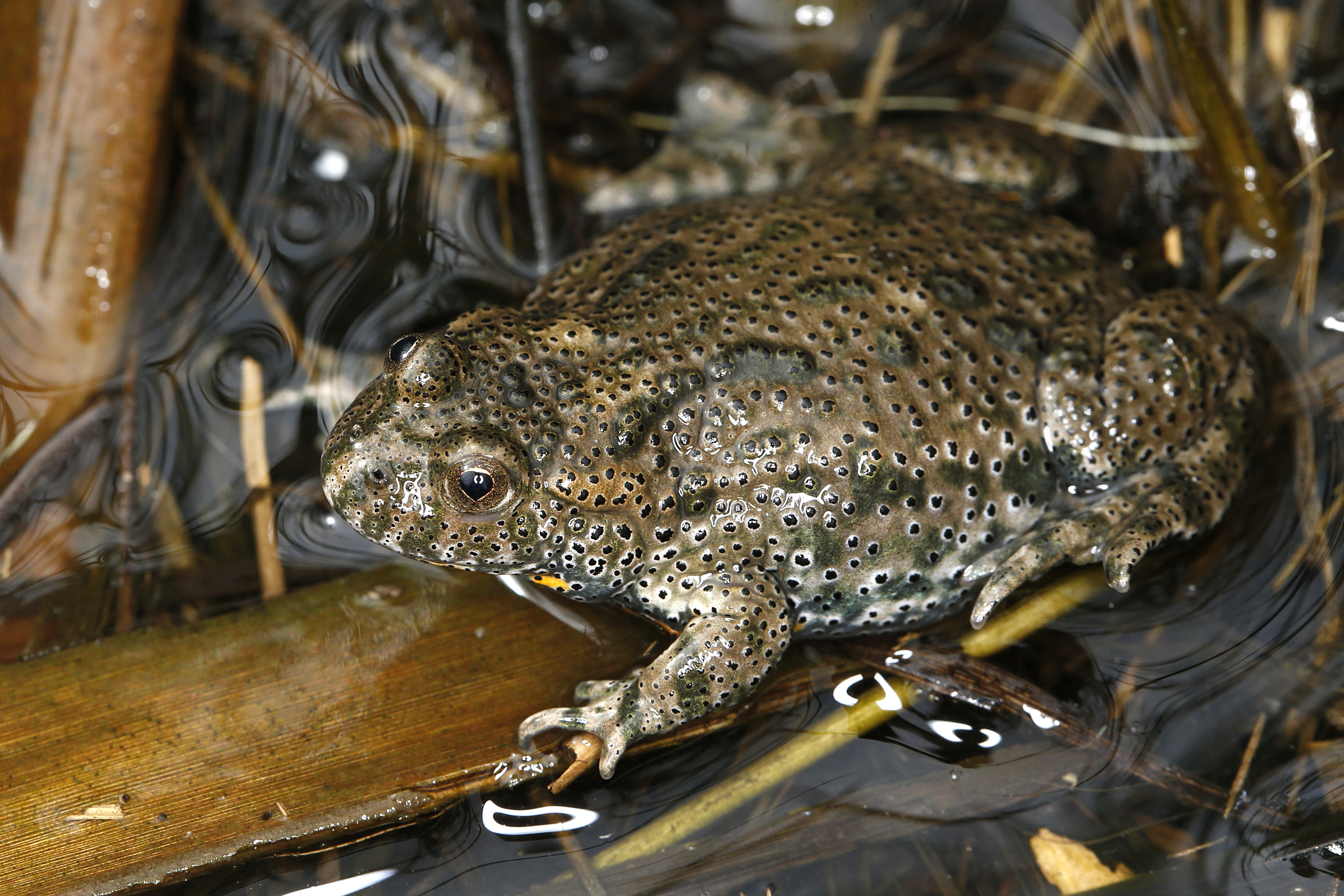 17092013044400 2142 art 1019 bombina bombina rotbauchunke1.2