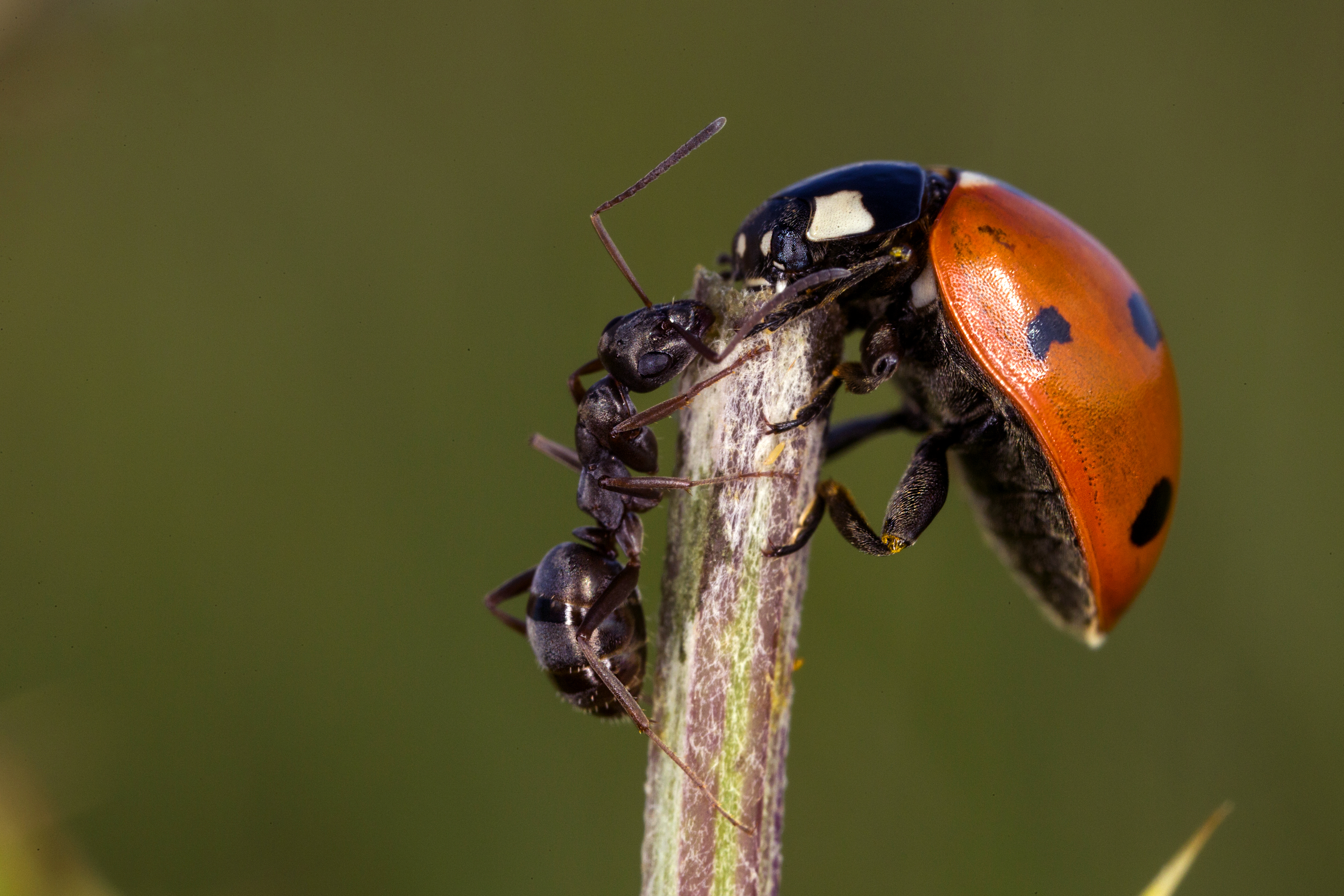 17092013050139 2143 art 196 coccinella septempunctata siebenpunkt marienkafer1