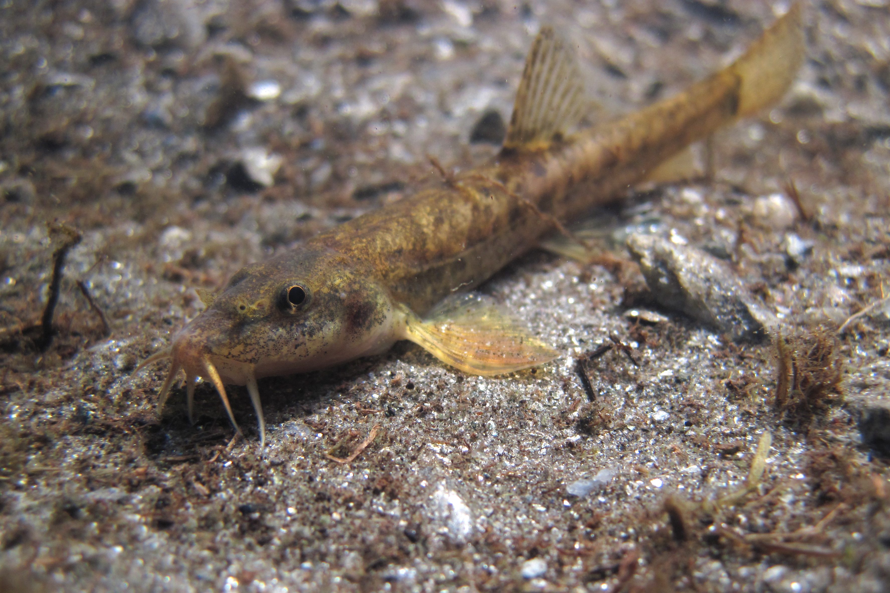 17092013050733 2145 art 1092 barbatula barbatula bachschmerle