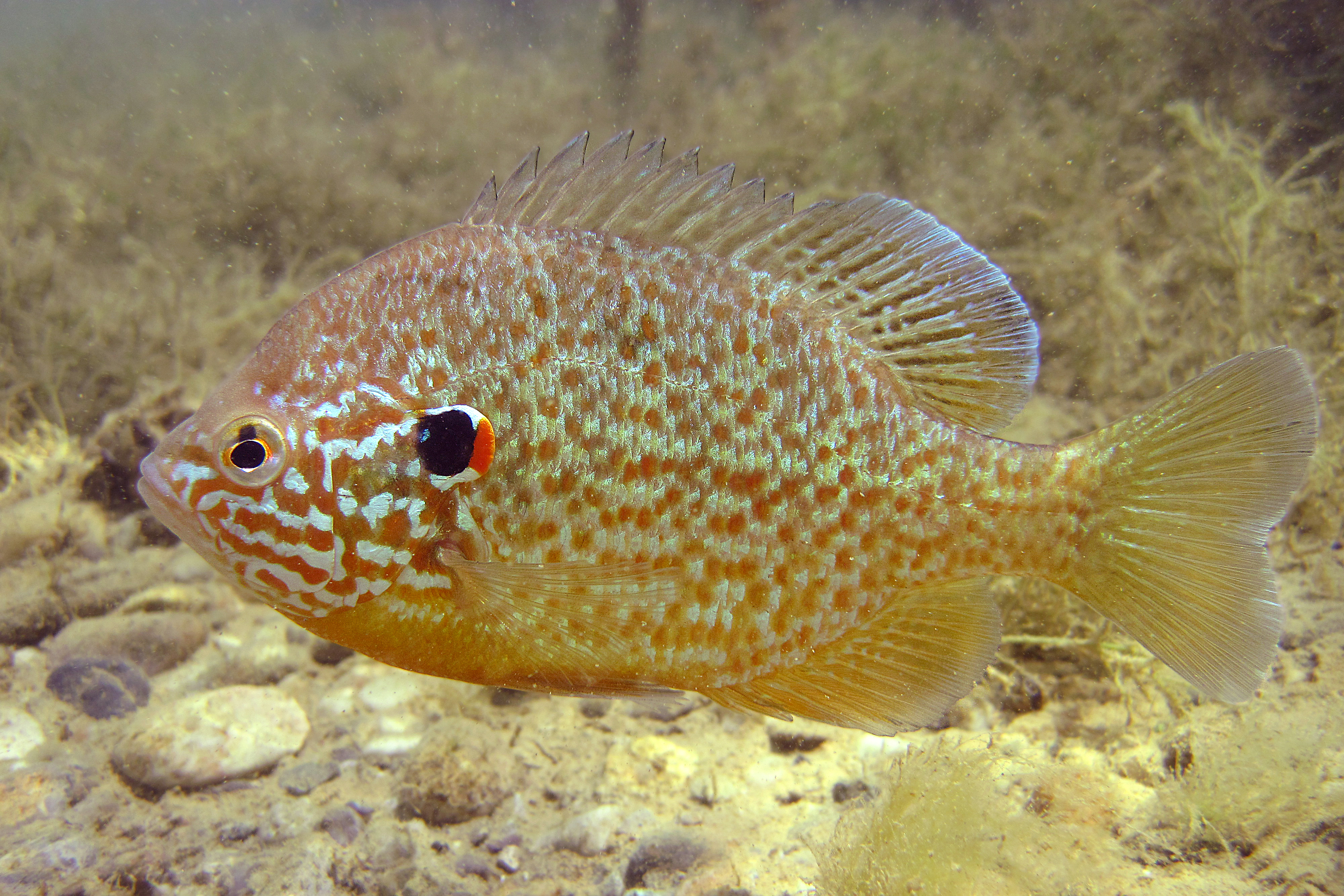 17092013051013 2146 art 1174 lepomis gibbosus gemeiner sonnenbarsch kurbiskernbarsch2.2