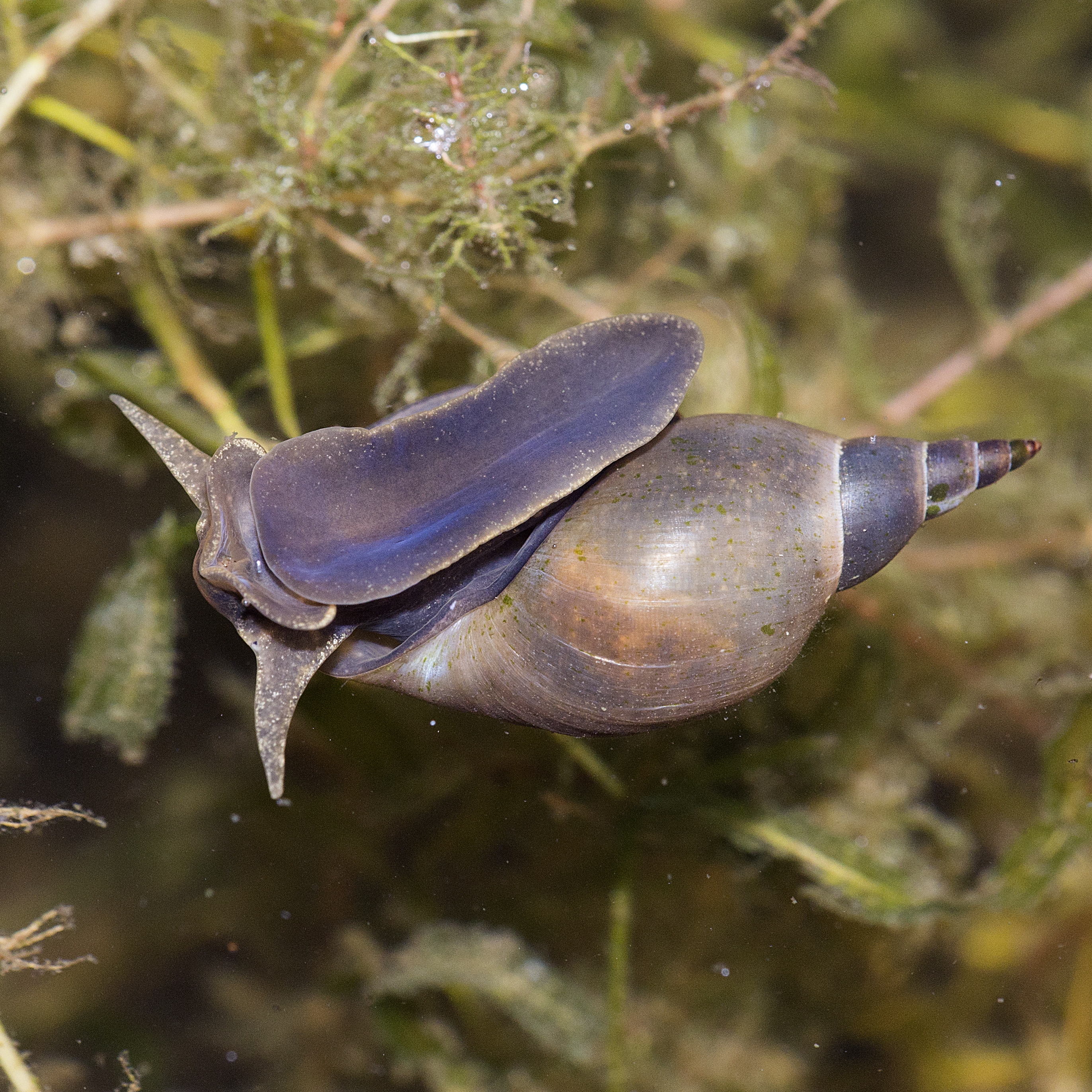 17092013052254 2148 art 1379 lymnaea stagnalis spitzschlammschneckeq