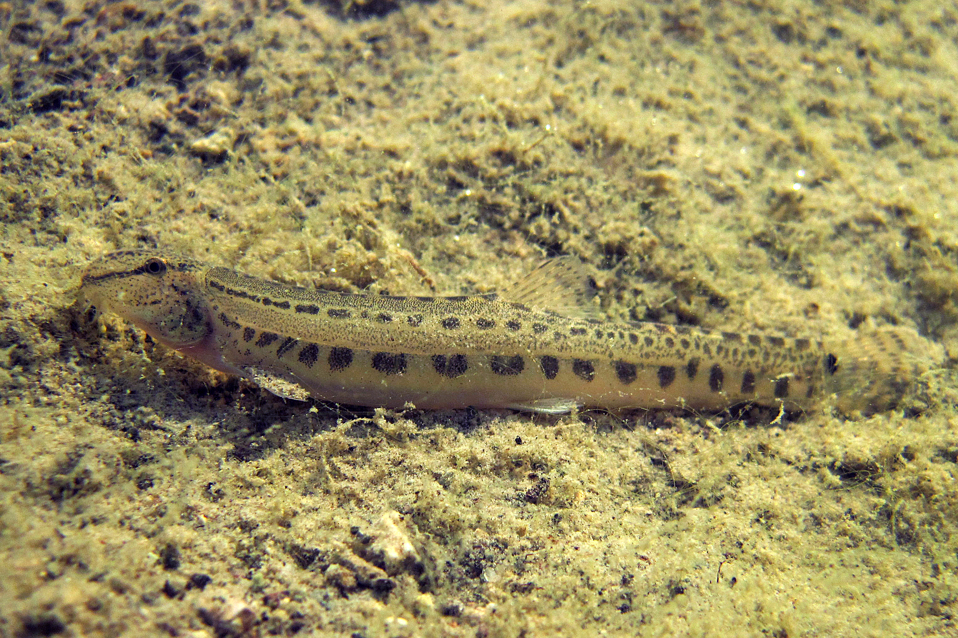 17092013053826 2149 art 1086 cobitis elongatoides steinbeiser1.2