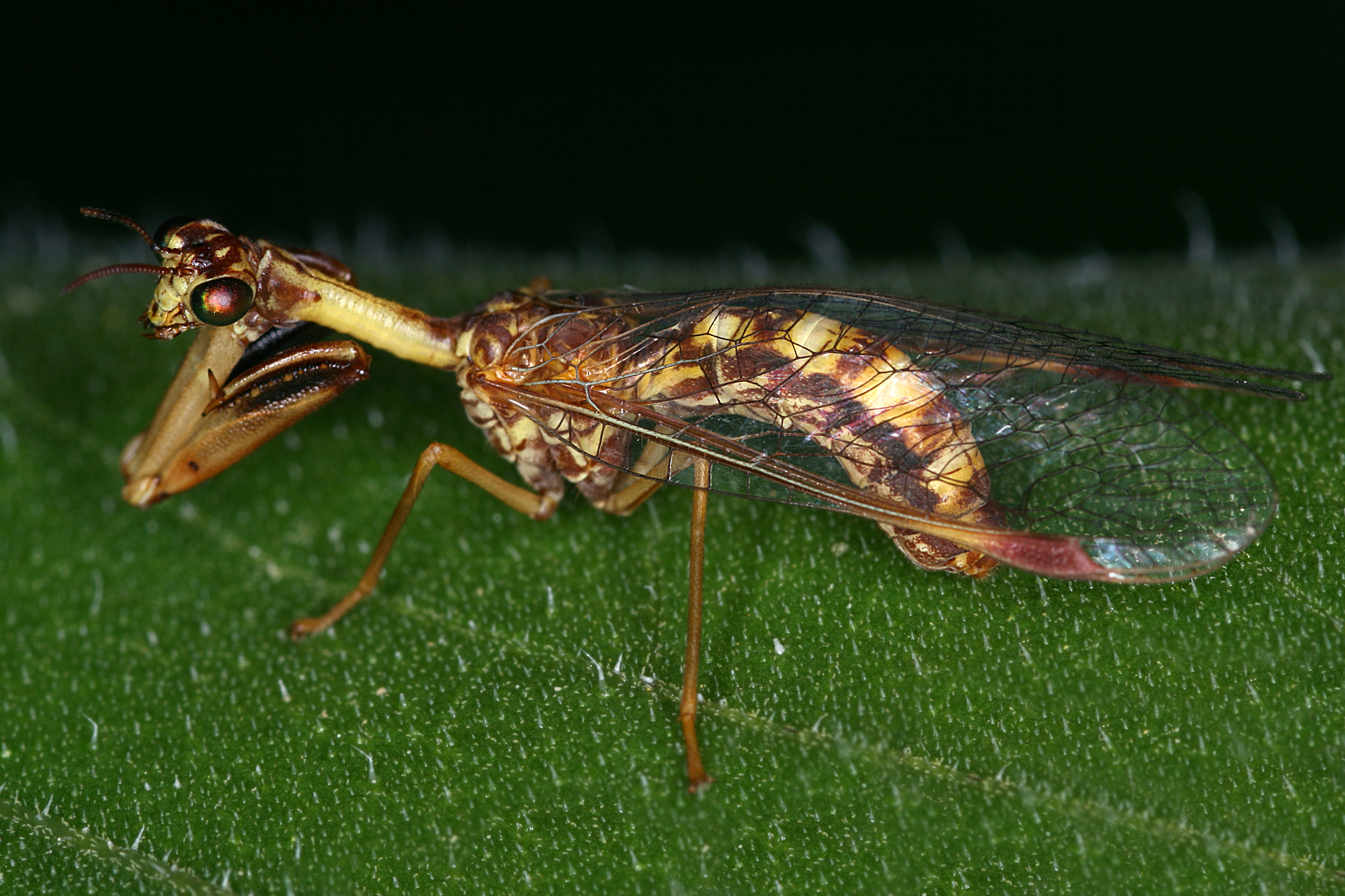 17092013054131 2150 art 896 mantispa styriaca fanghafte2.2