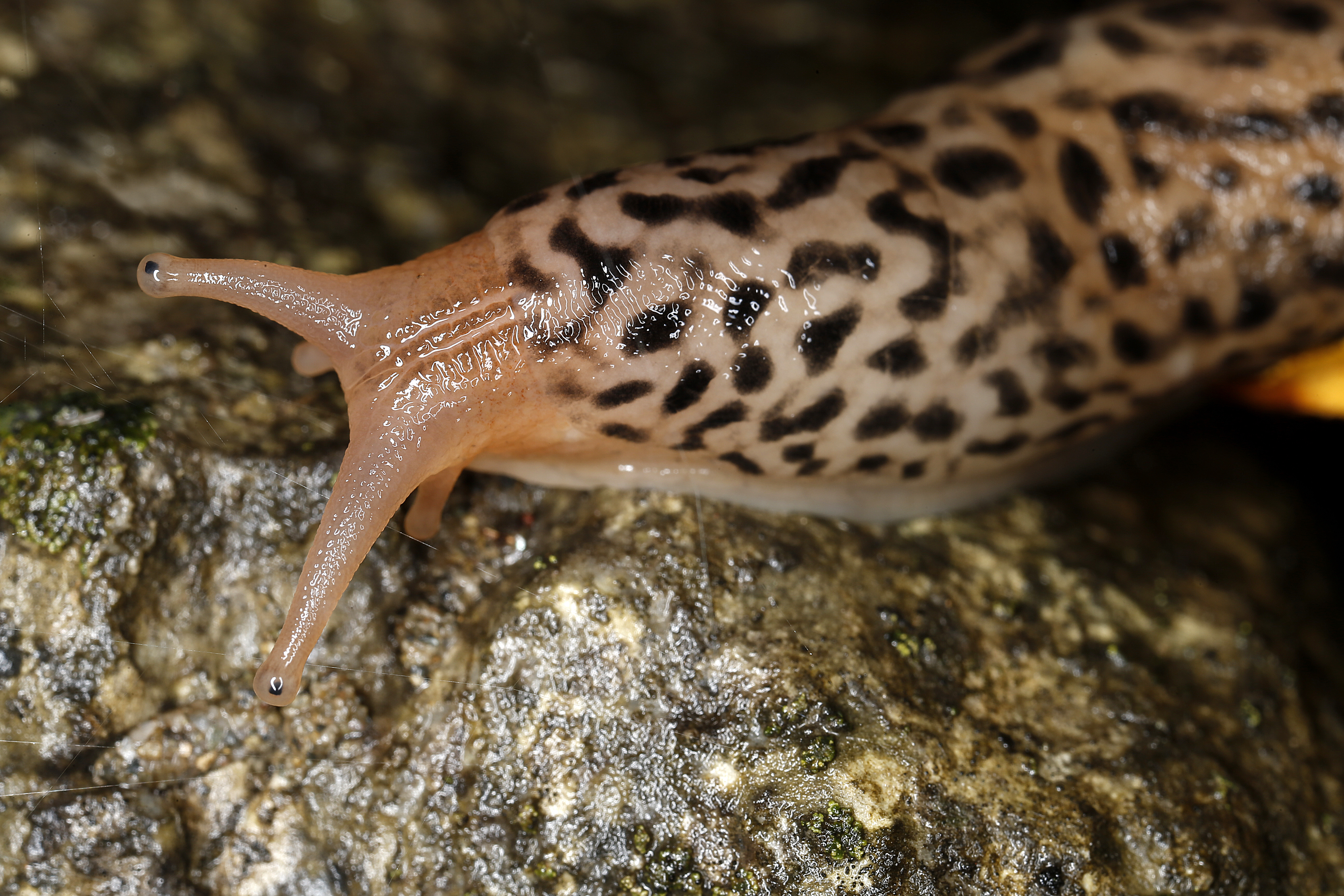 17092013055528 2151 art 931 limax maximus tigerschnegel2.2v